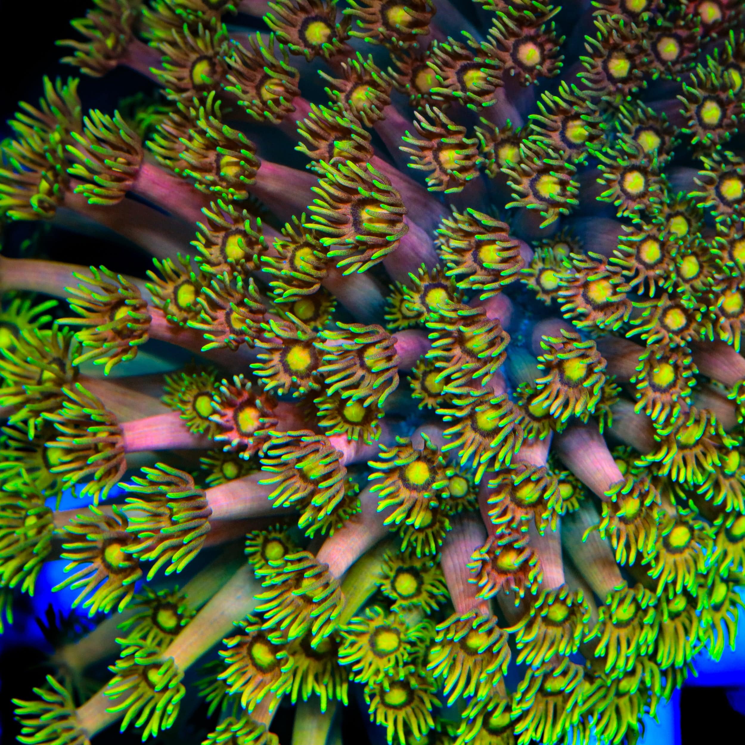 TSA Fairly Odd Goniopora Coral - Image 4