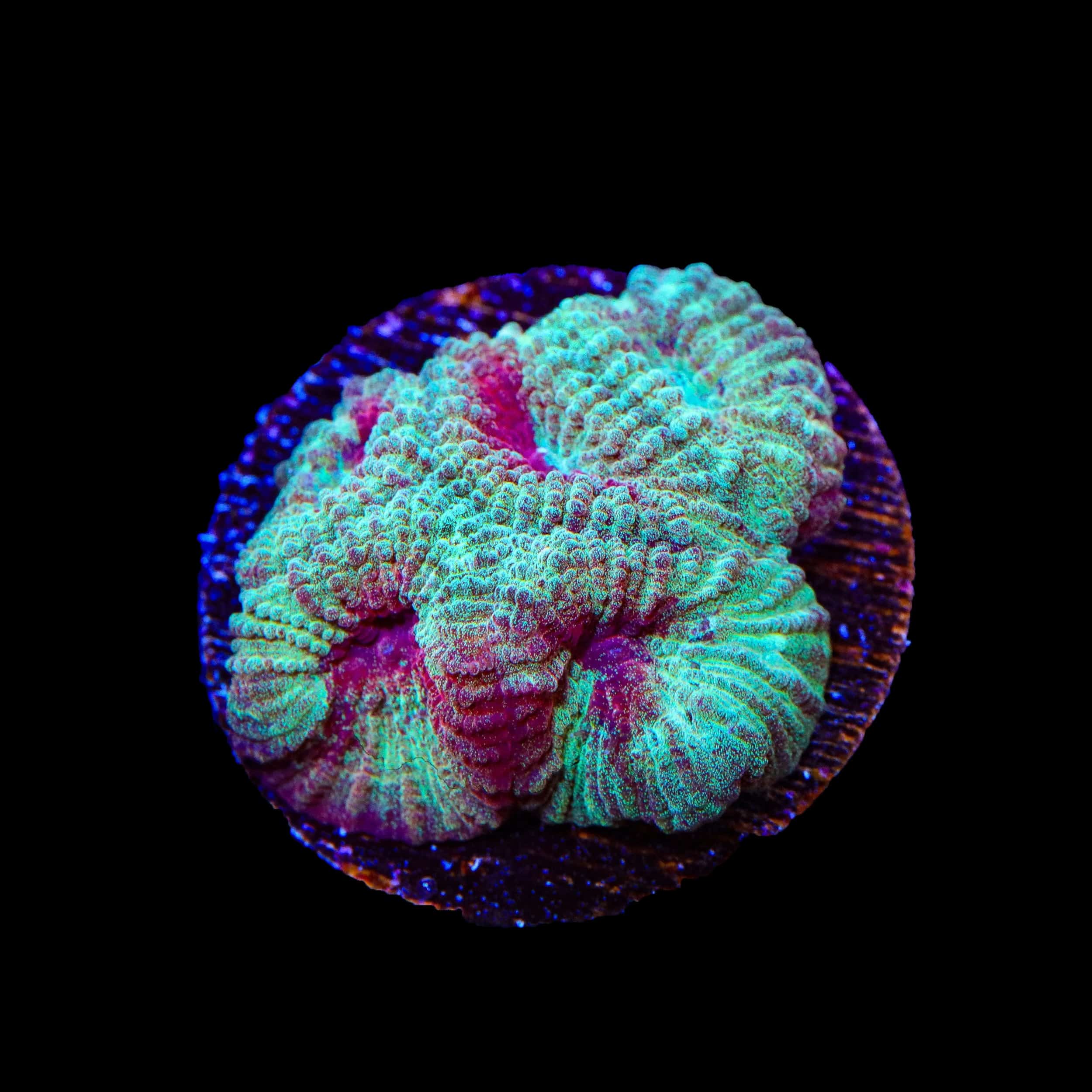 TSA Fairy Dust Favia Coral - Image 2