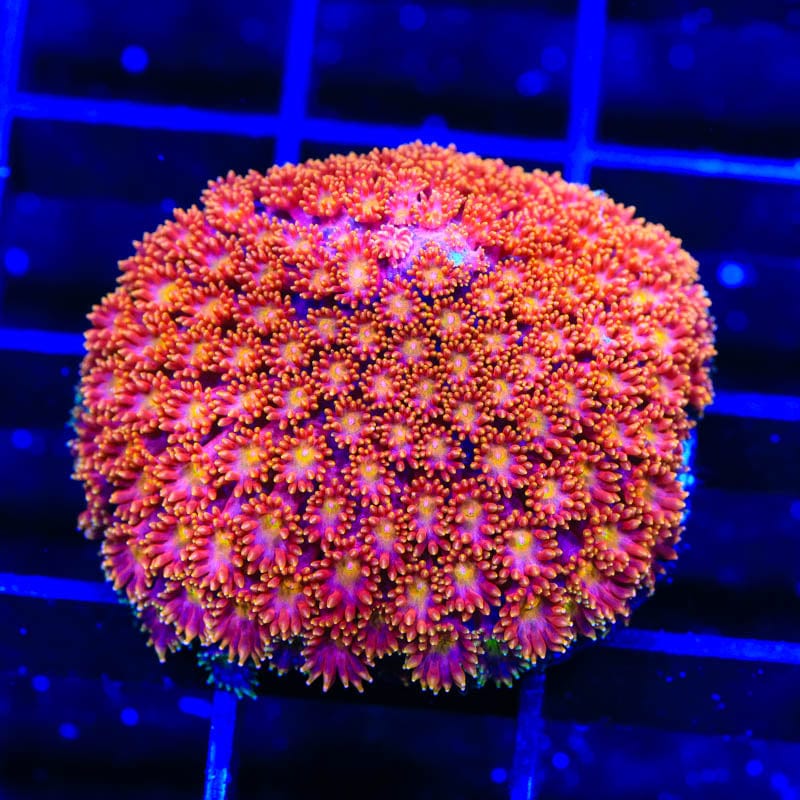 TSA Fantasia Goniopora Coral - Image 2