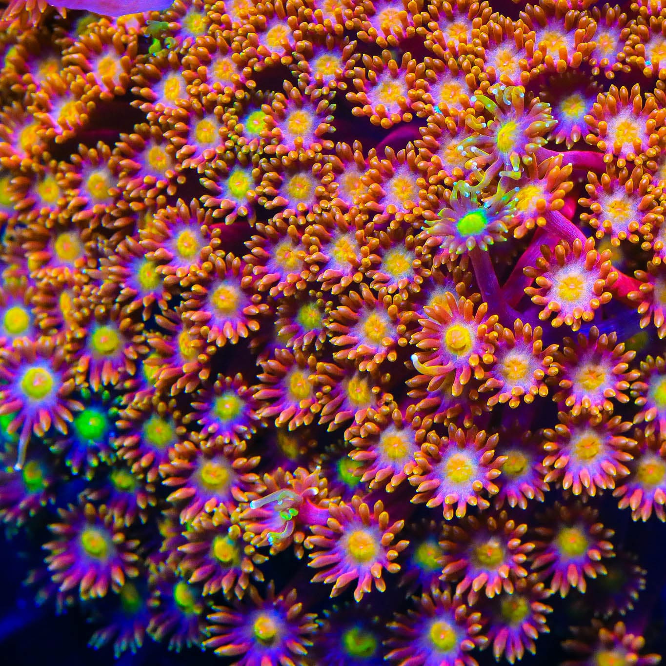 TSA Fantasia Goniopora Coral - Image 3