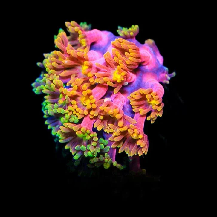 TSA Fantasia Goniopora Coral - Image 2
