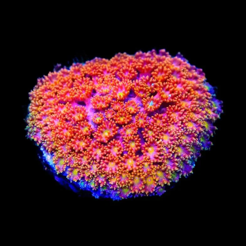TSA Fantasia Goniopora Coral - Image 3