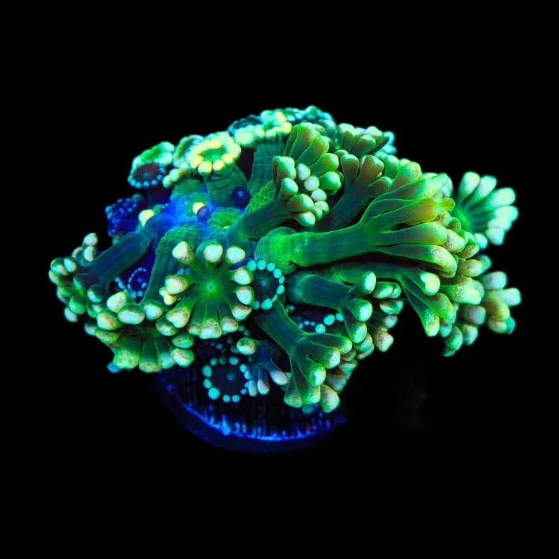 TSA Fantasy League Alveopora Coral - Image 2