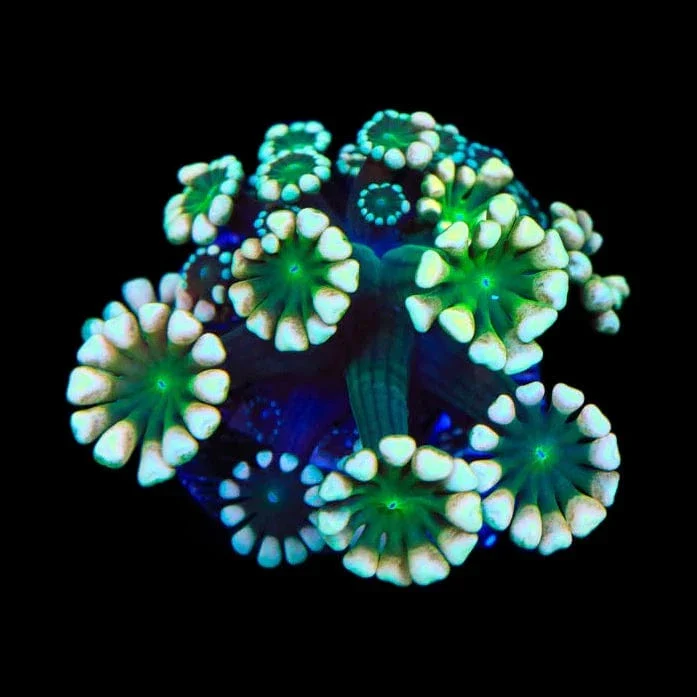 TSA Fantasy League Alveopora Coral - Image 3