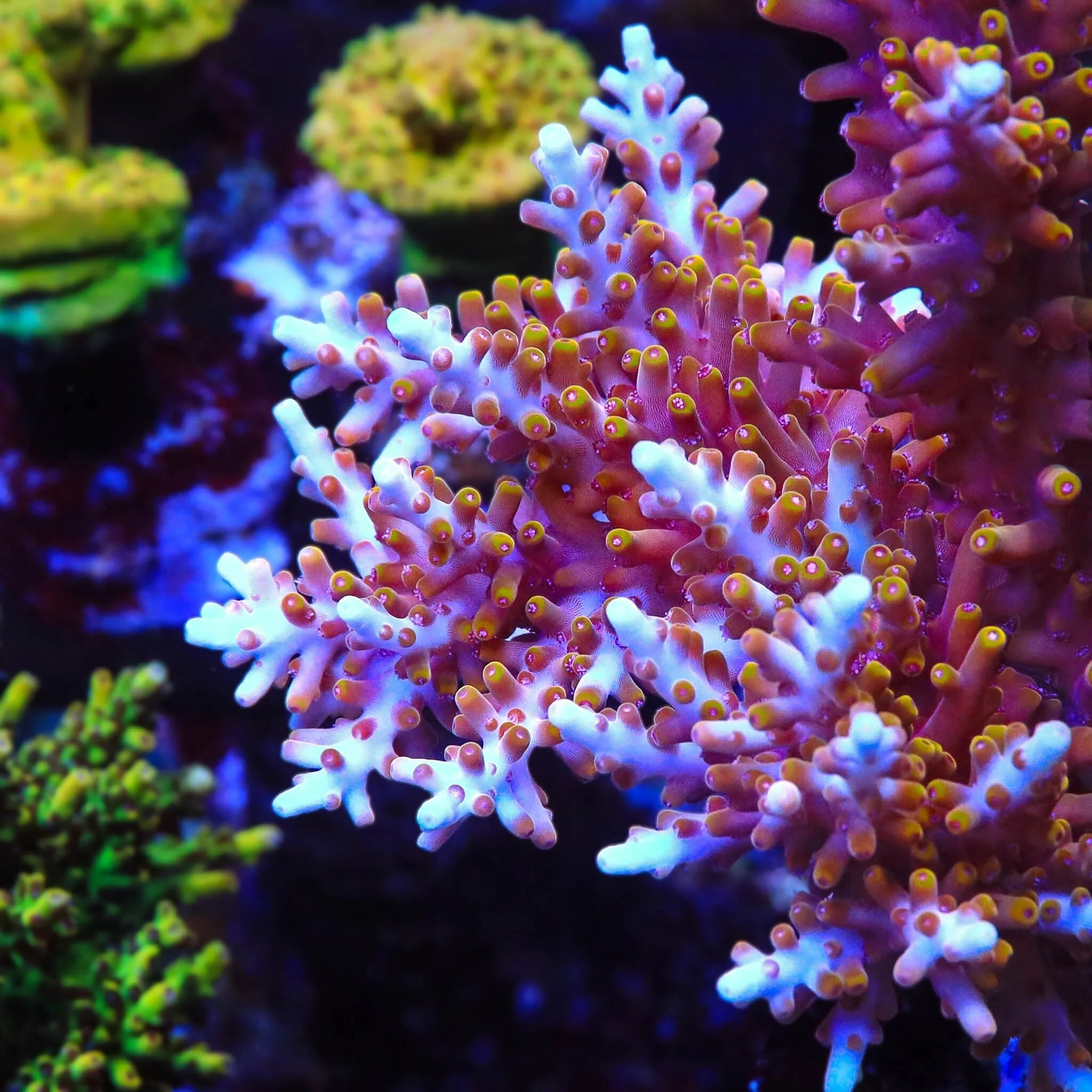 TSA Fire Dragon Acropora XL Frag Coral - Image 2