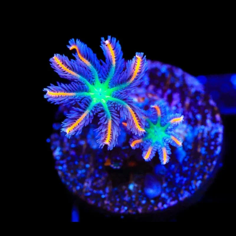 TSA Firework Clove Polyp Coral - Image 2
