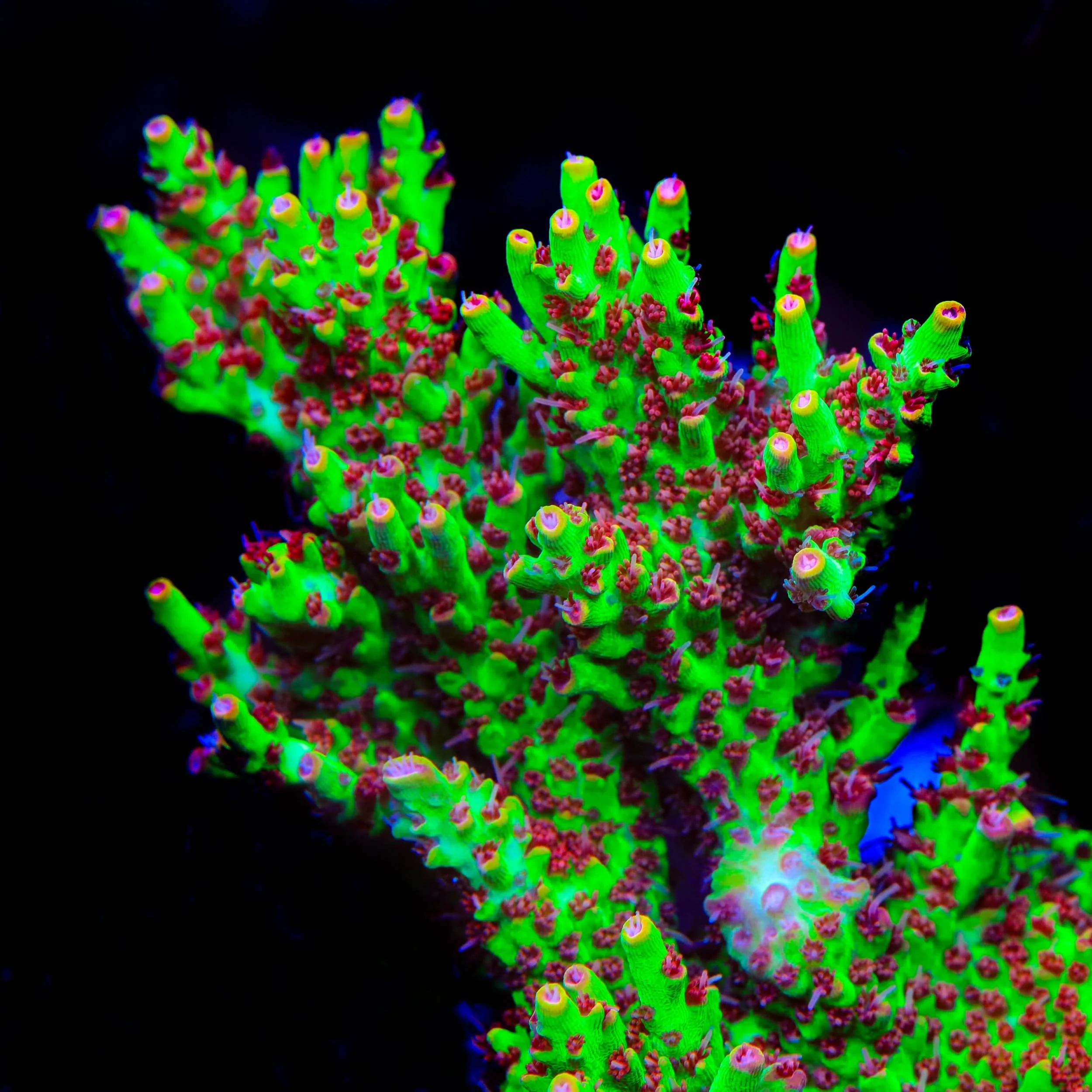 TSA Flame Tip Microclados Acropora Coral - Image 2