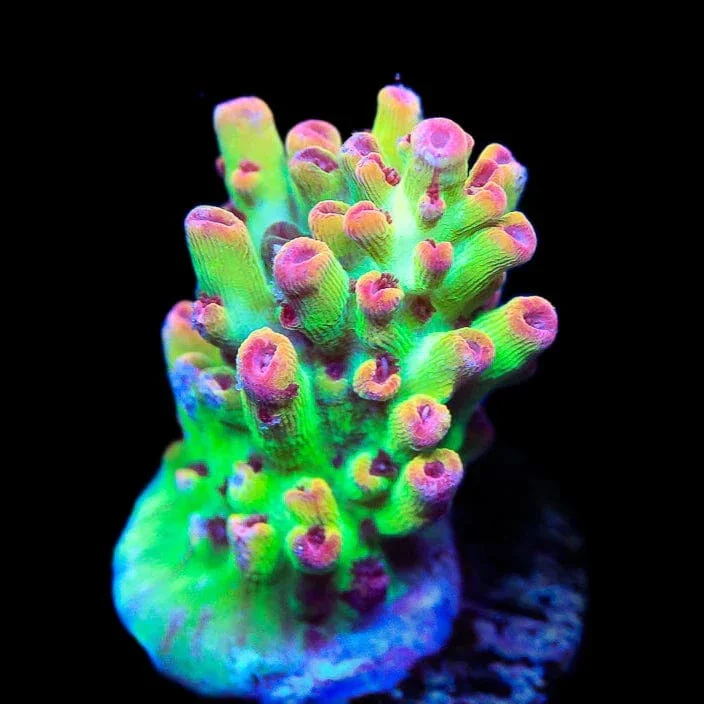 TSA Flame Tip Microclados Acropora Coral - Image 2