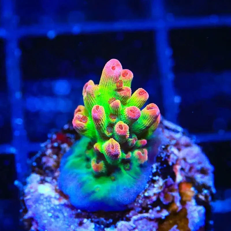TSA Flame Tip Microclados Acropora Coral - Image 3