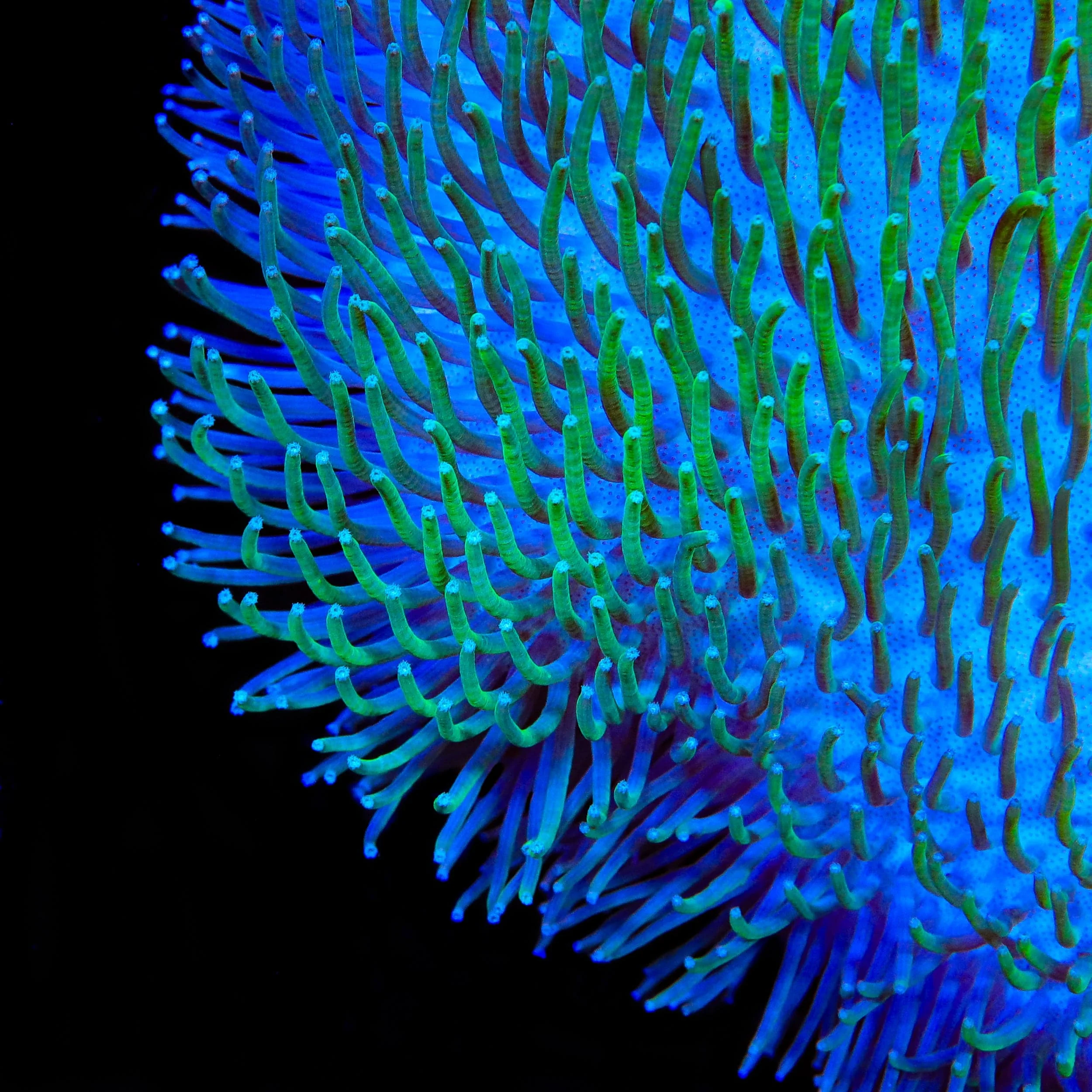 TSA Flasher Toadstool Coral