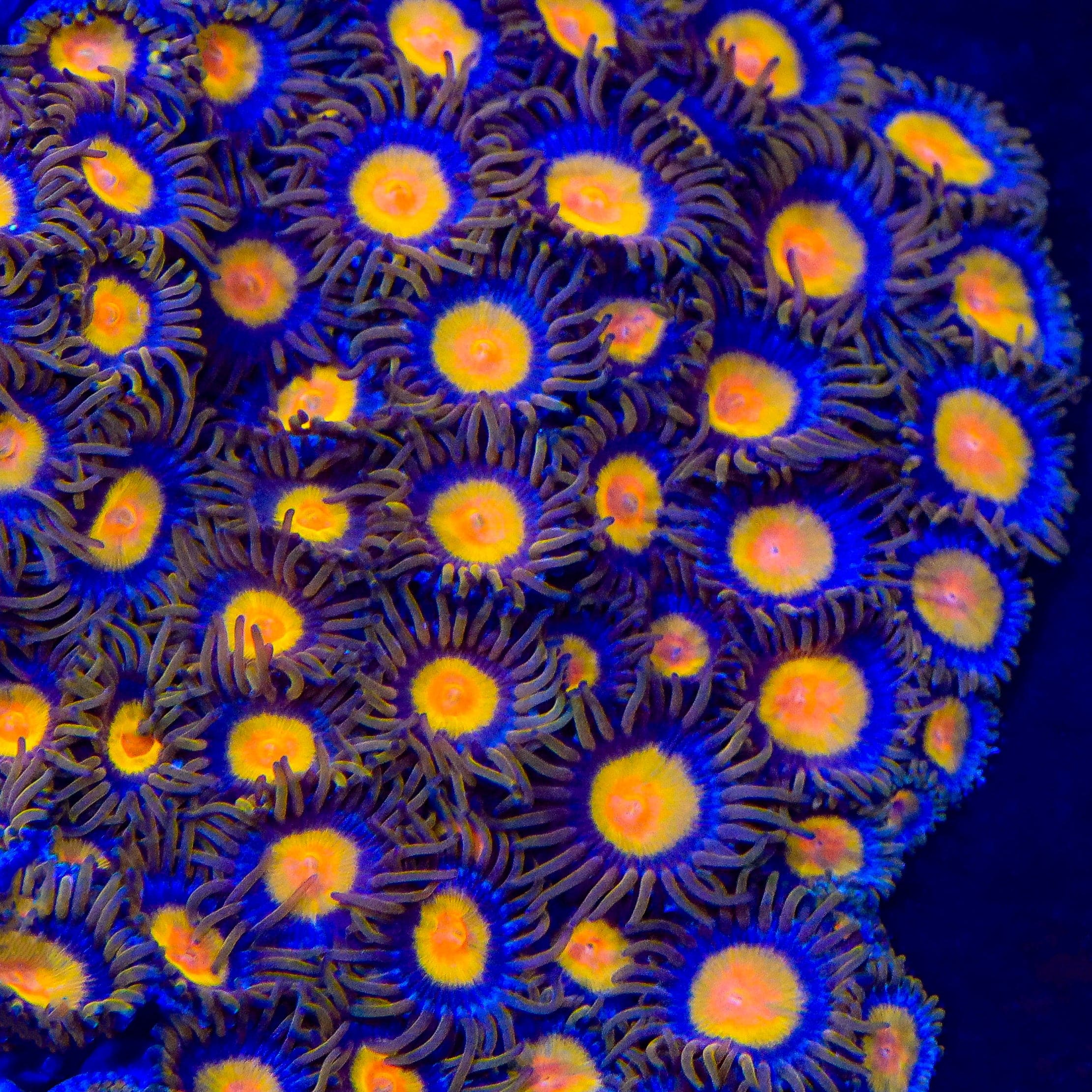 TSA Florida Orange Zoanthids Coral - Image 4