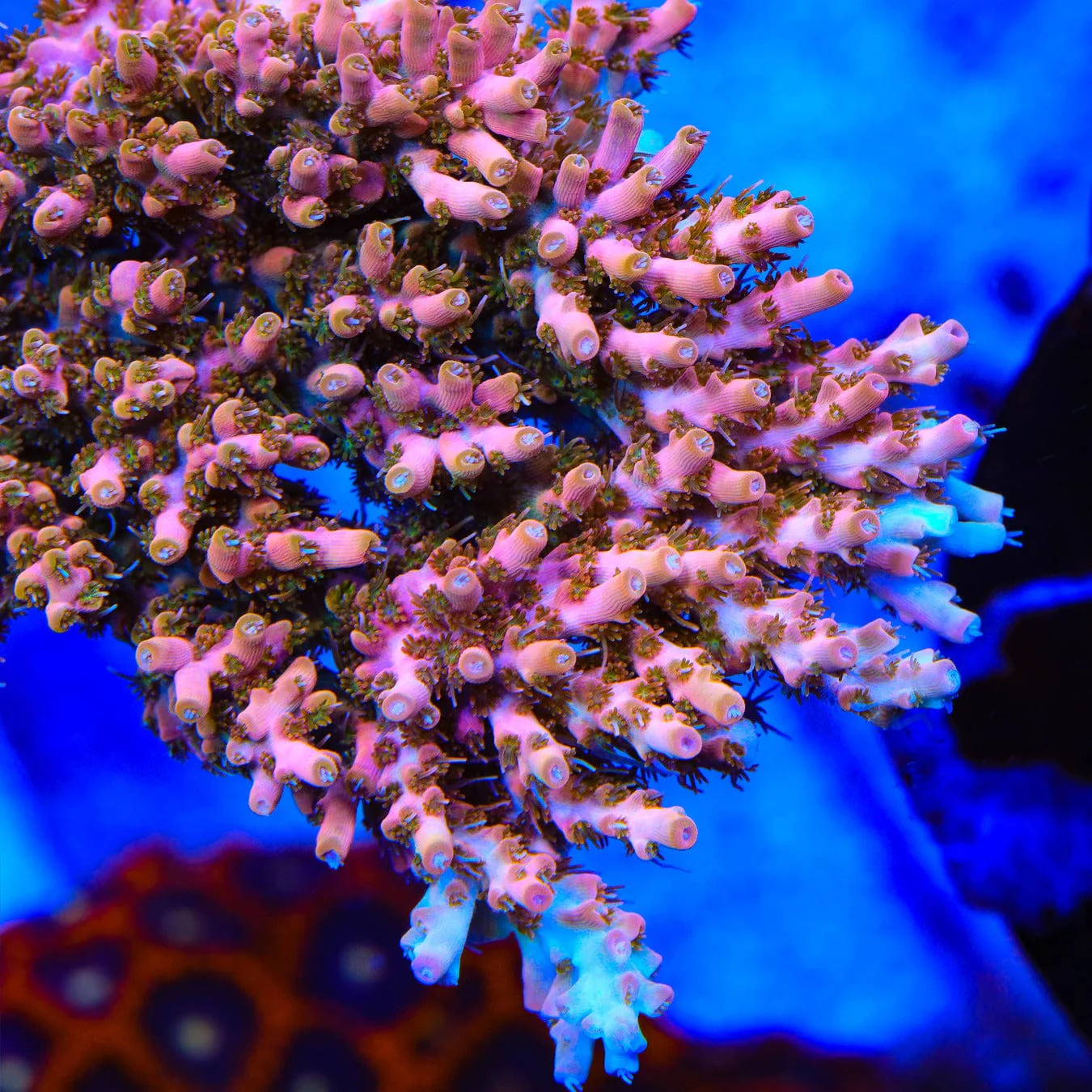 TSA Flower Bomb Acropora Coral - Image 2