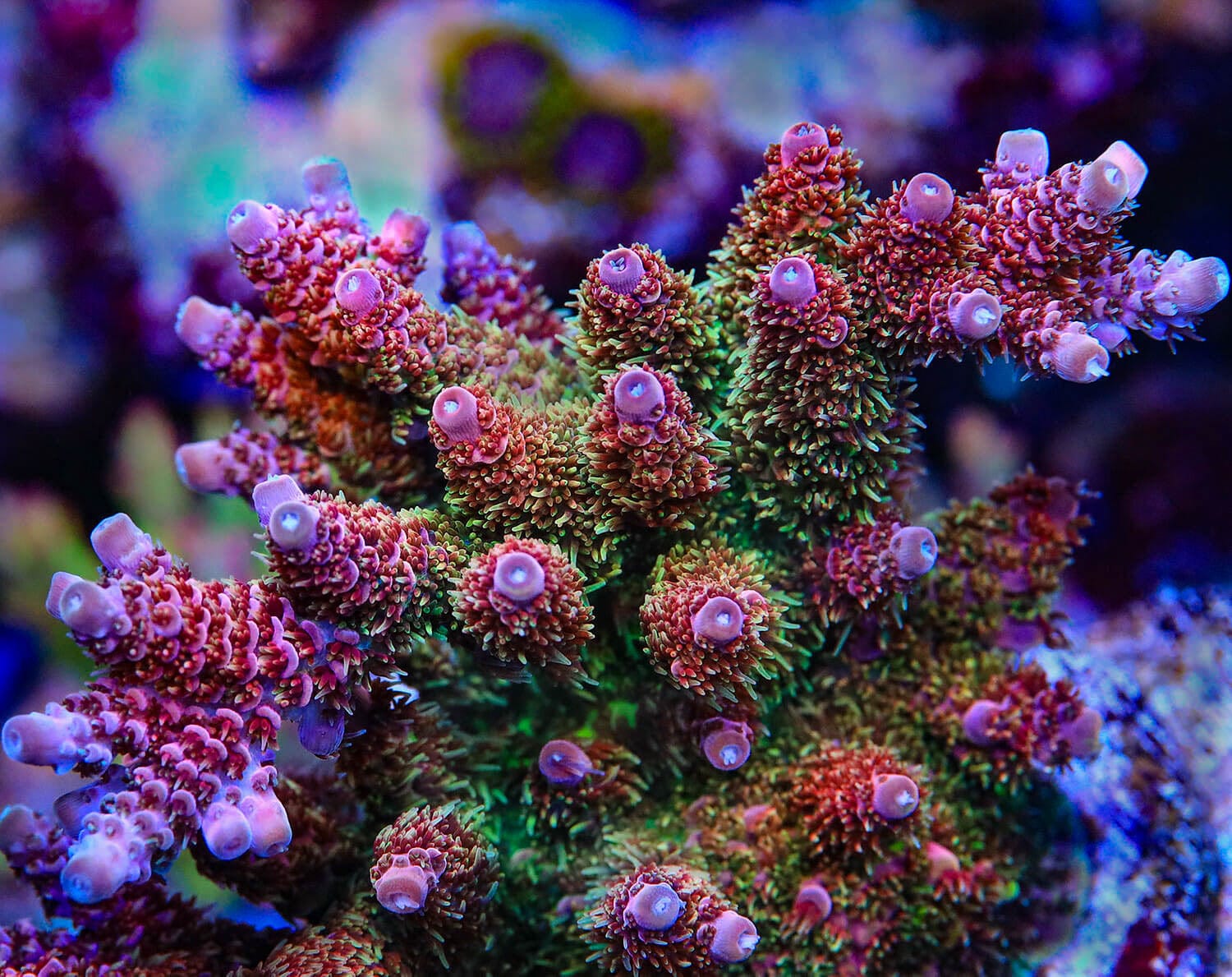 TSA Four Loko Acropora Coral - Image 2