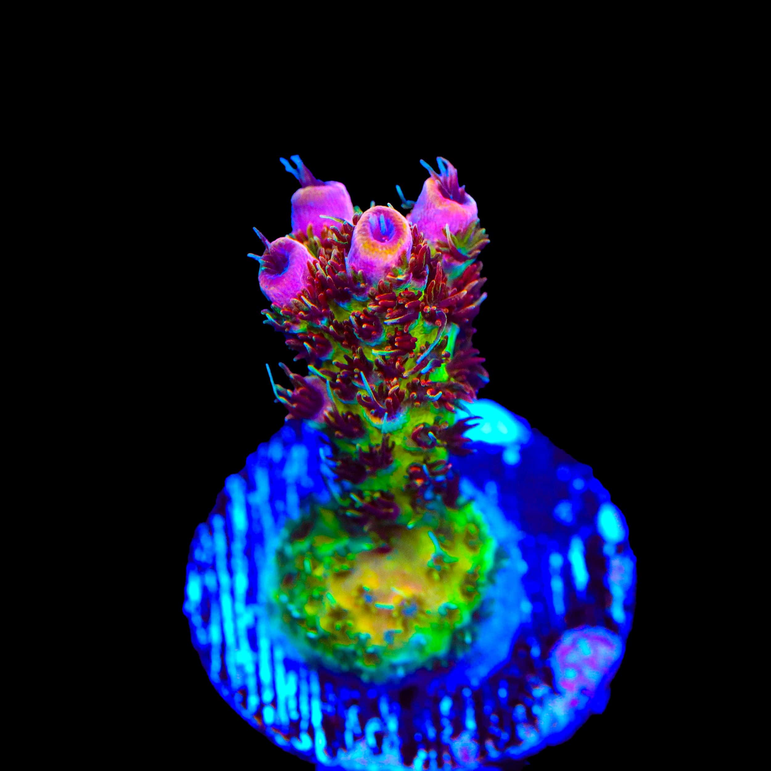 TSA Four Loko Acropora Coral - Image 2