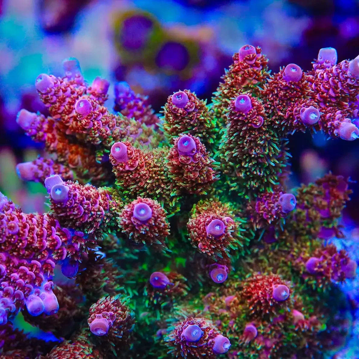 TSA Four Loko Acropora Coral - Image 3