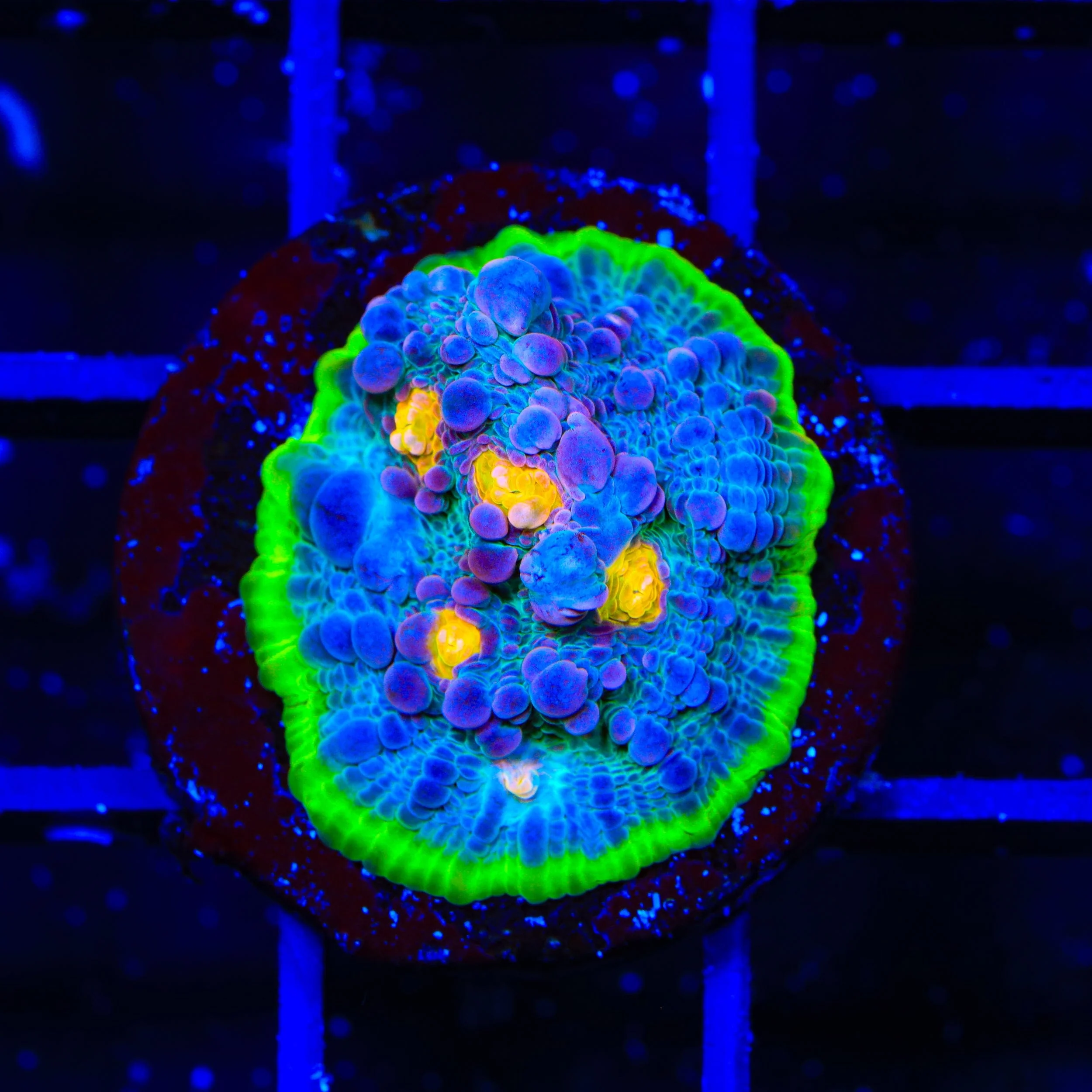 TSA Galaxy Quest Chalice Coral