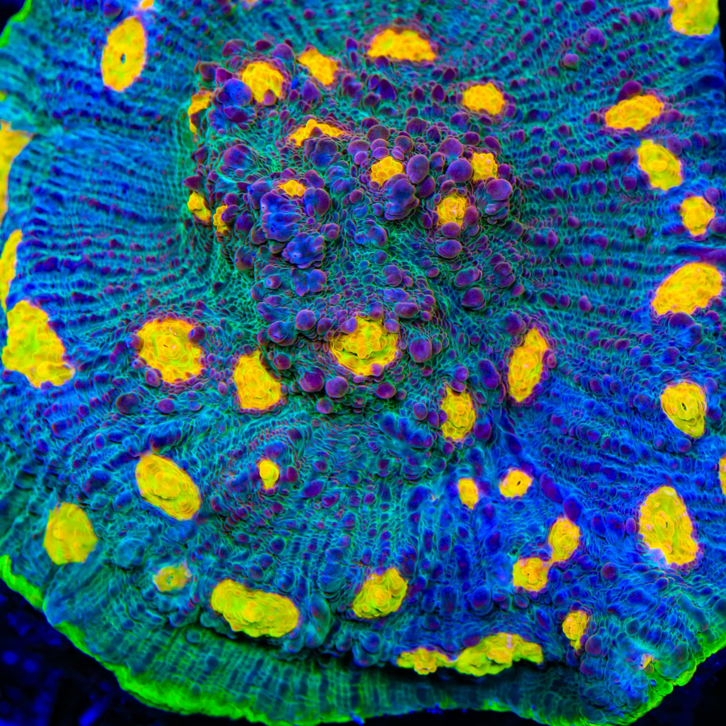 TSA Galaxy Quest Chalice Coral - Image 2