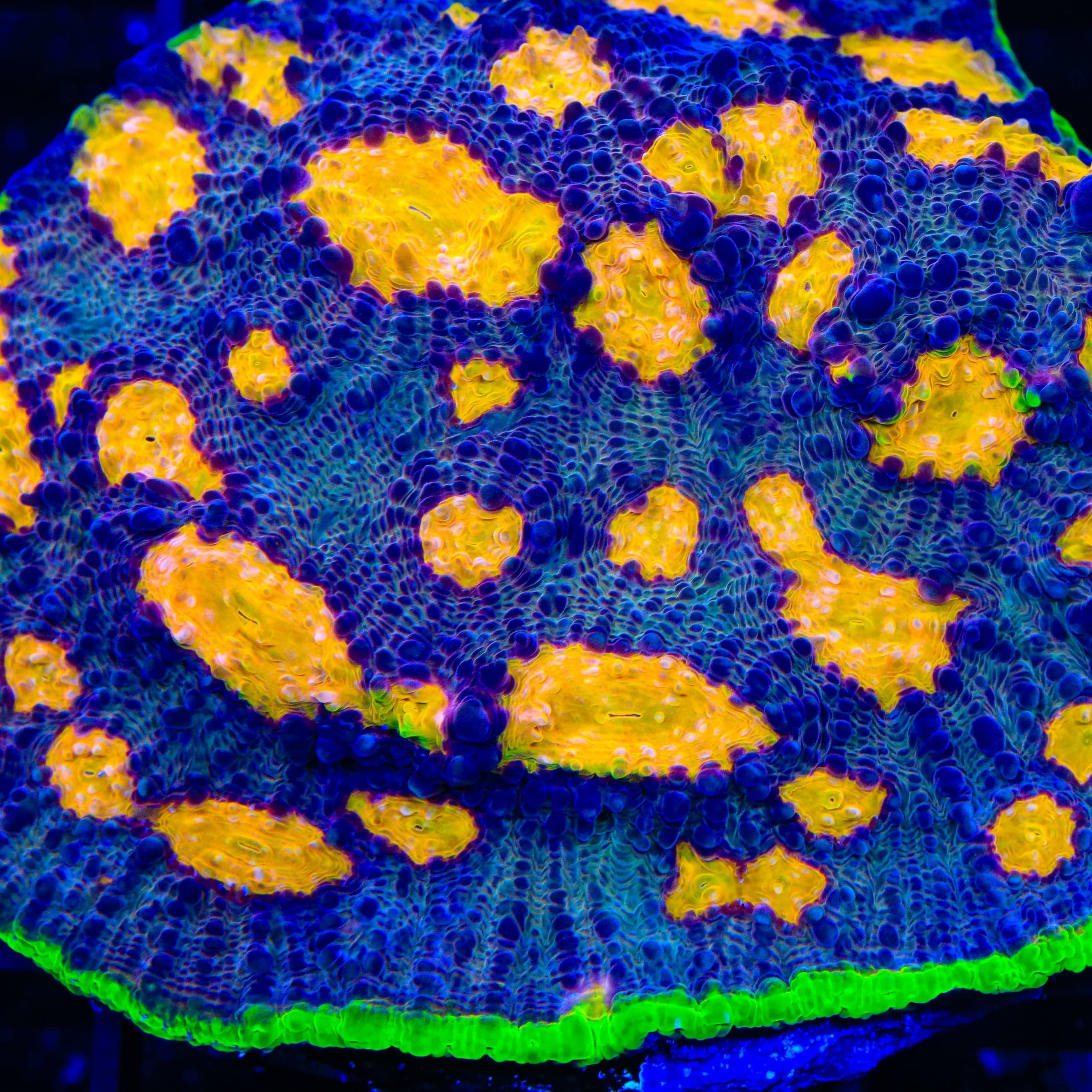 TSA Freaky Friday Chalice Coral - Image 2