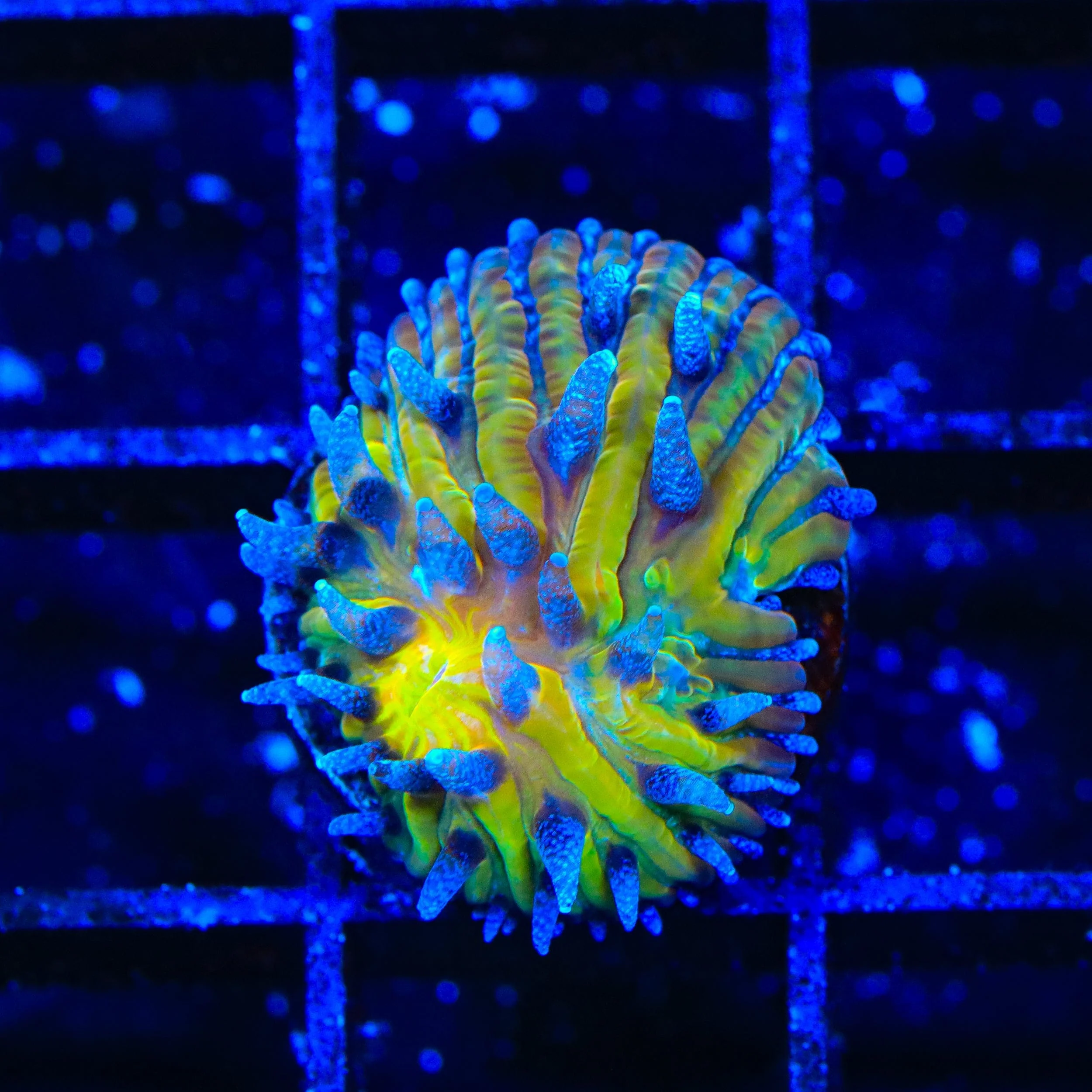 TSA Frosted Sun Aquacultured Plate Coral