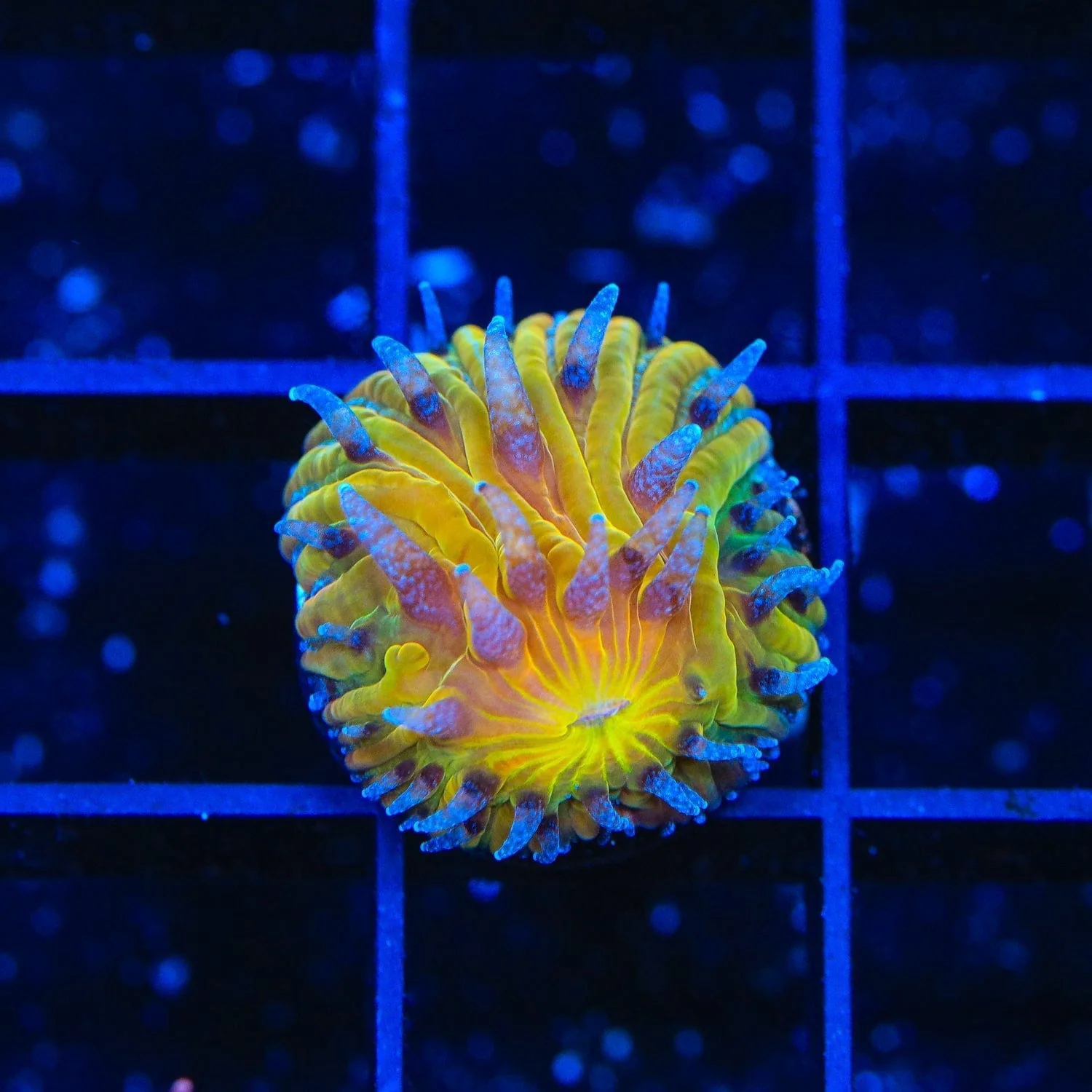 TSA Frosted Sun Aquacultured Plate Coral - Image 3