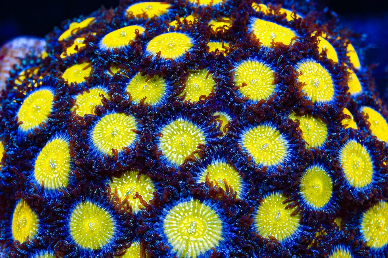 TSA Frozen Apple Zoanthids Coral - Image 2