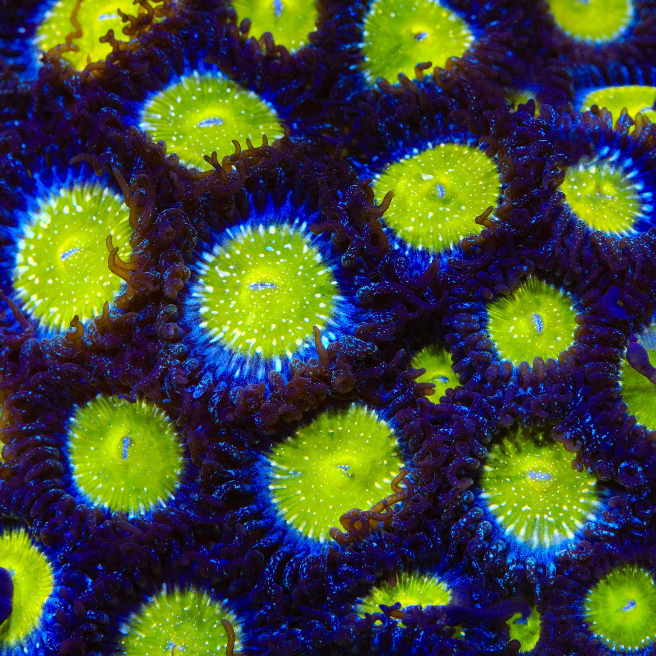 TSA Frozen Apple Zoanthids Coral - Image 4