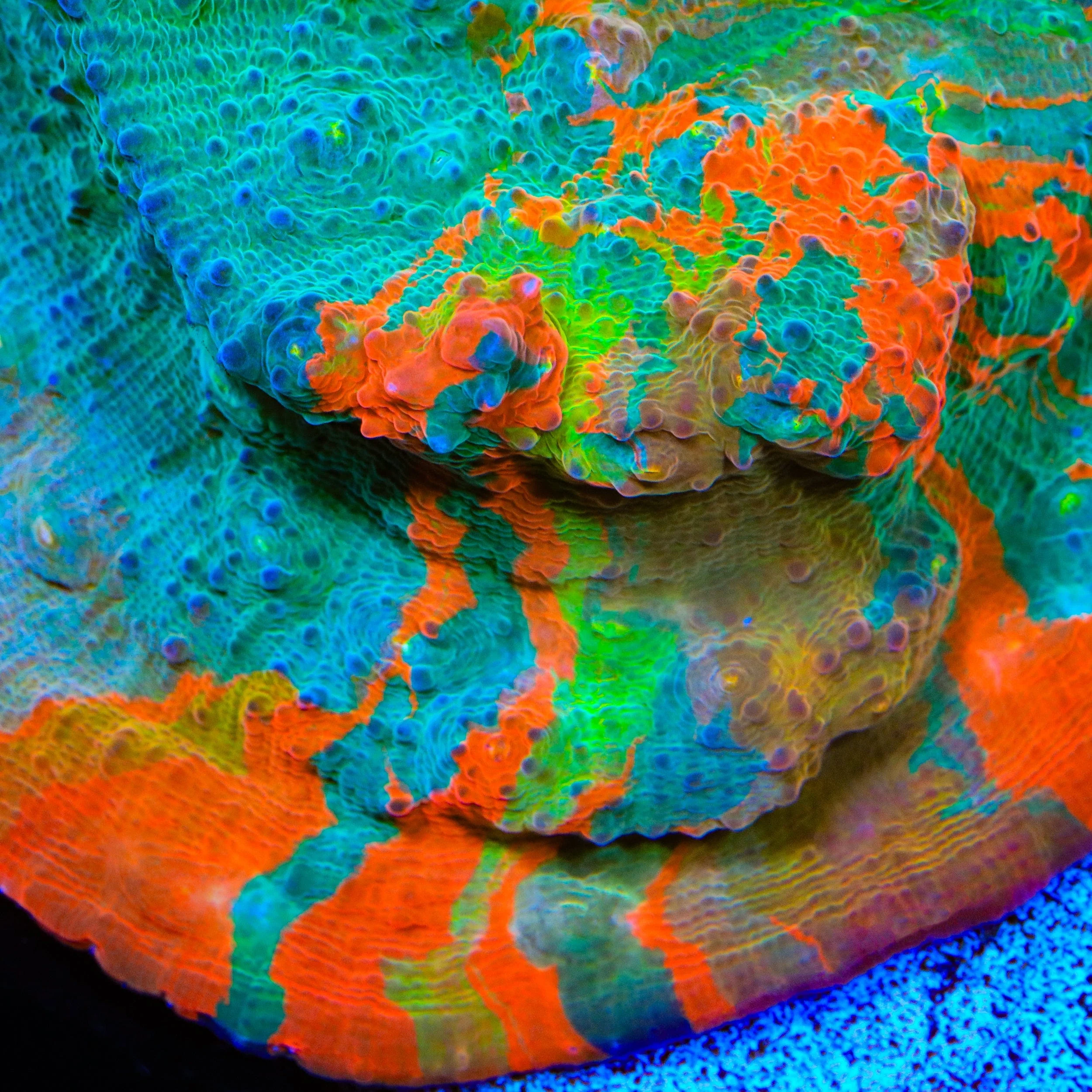 TSA Fruit Ninja Chalice Coral - Image 2