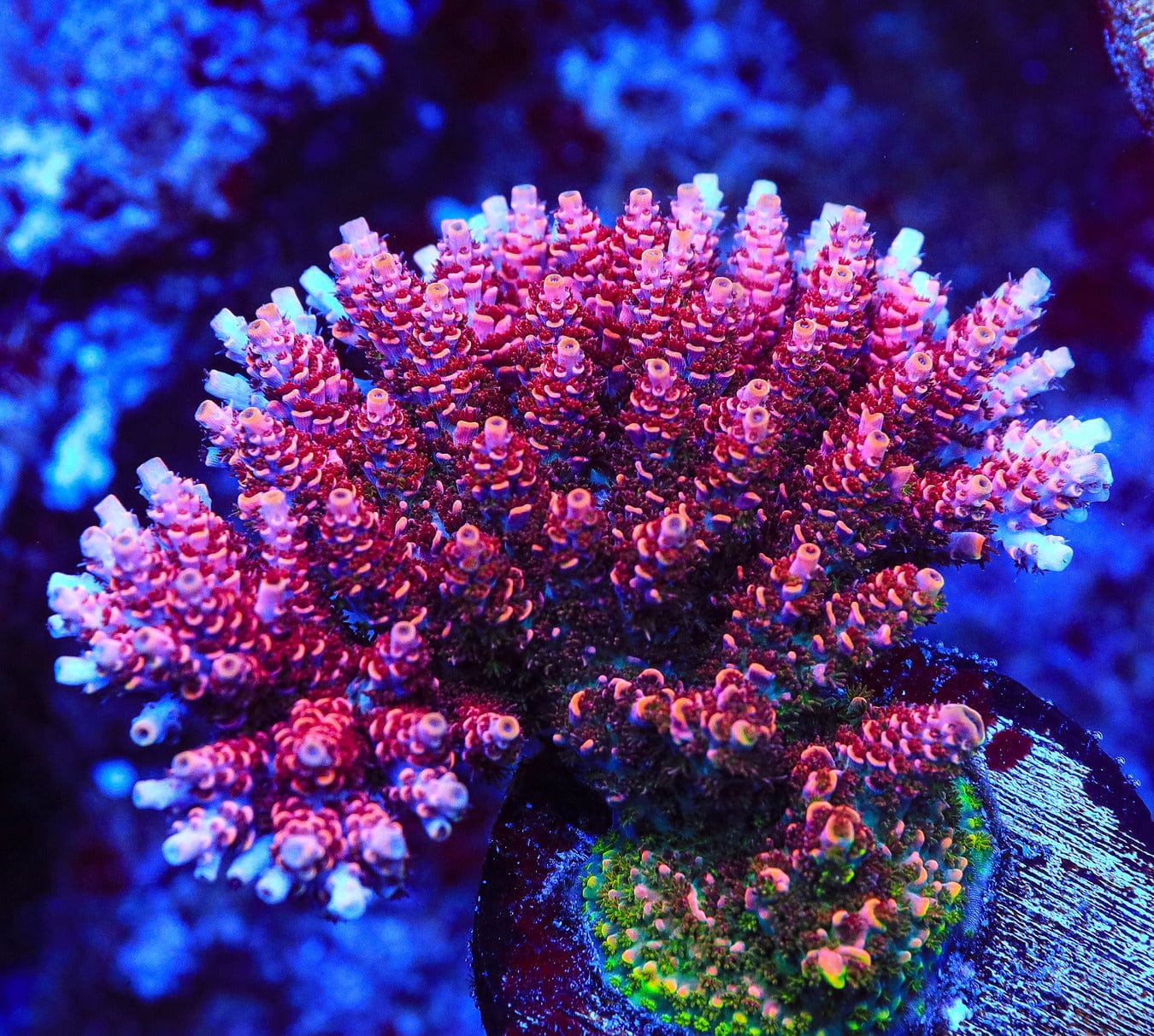 TSA Fruity Pebbles Acropora Coral - Image 2