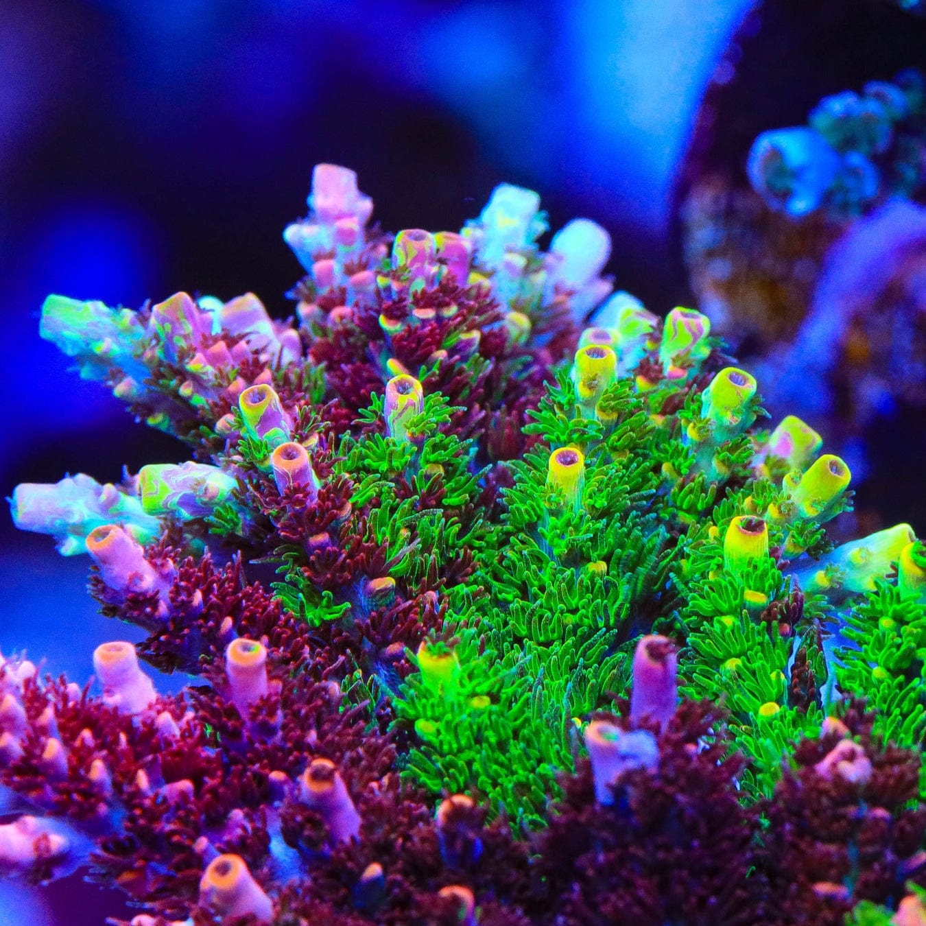 TSA Fruity Splice Acropora Coral - Image 2