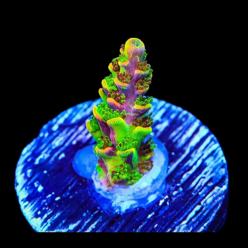 TSA Fruity Splice Acropora Coral - Image 3