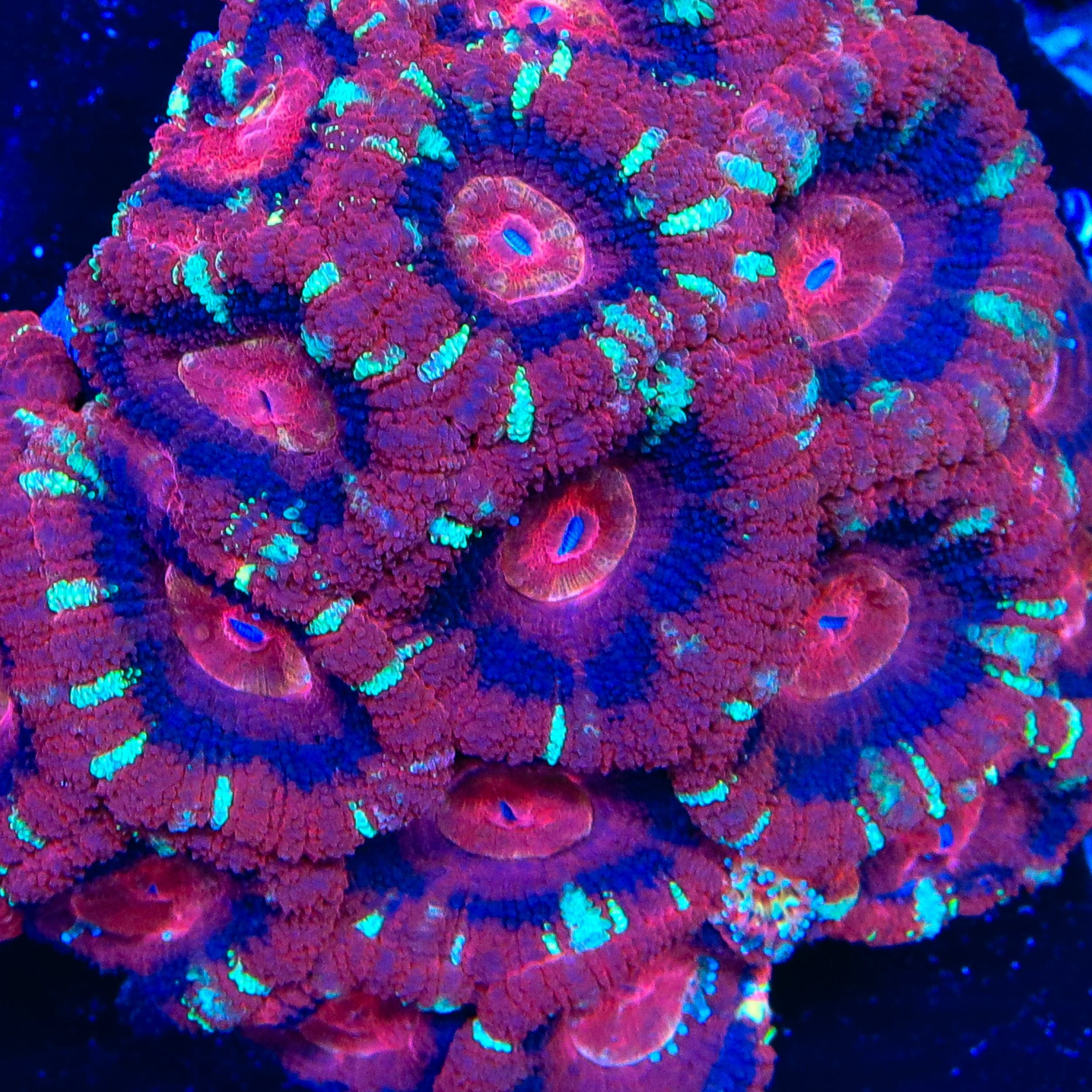 TSA Fusion Flame Deepwater Acan Coral