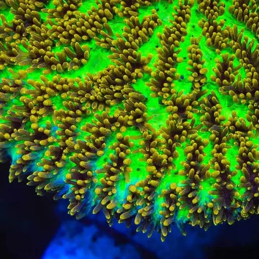 TSA Gamma Knife Hydnophora Coral - Image 5