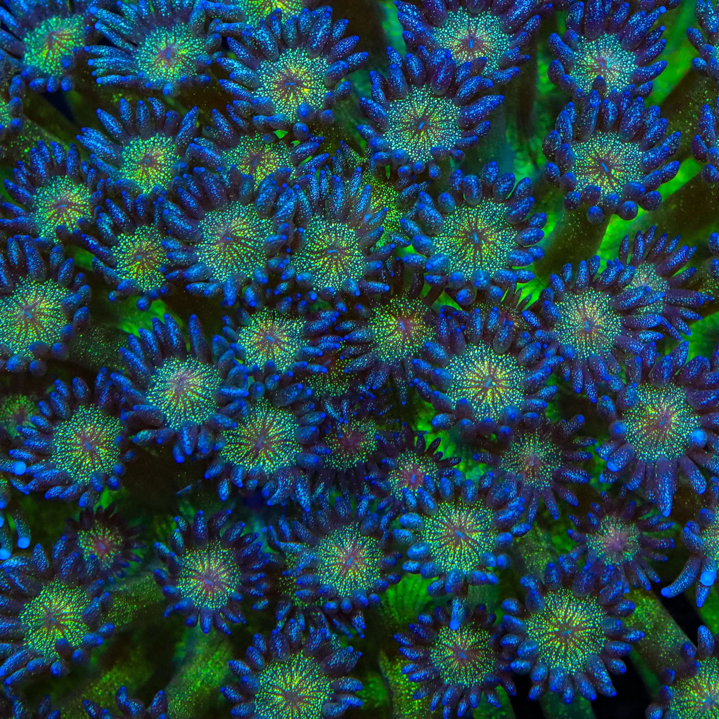 TSA Shimmer Glitter Goniopora Coral