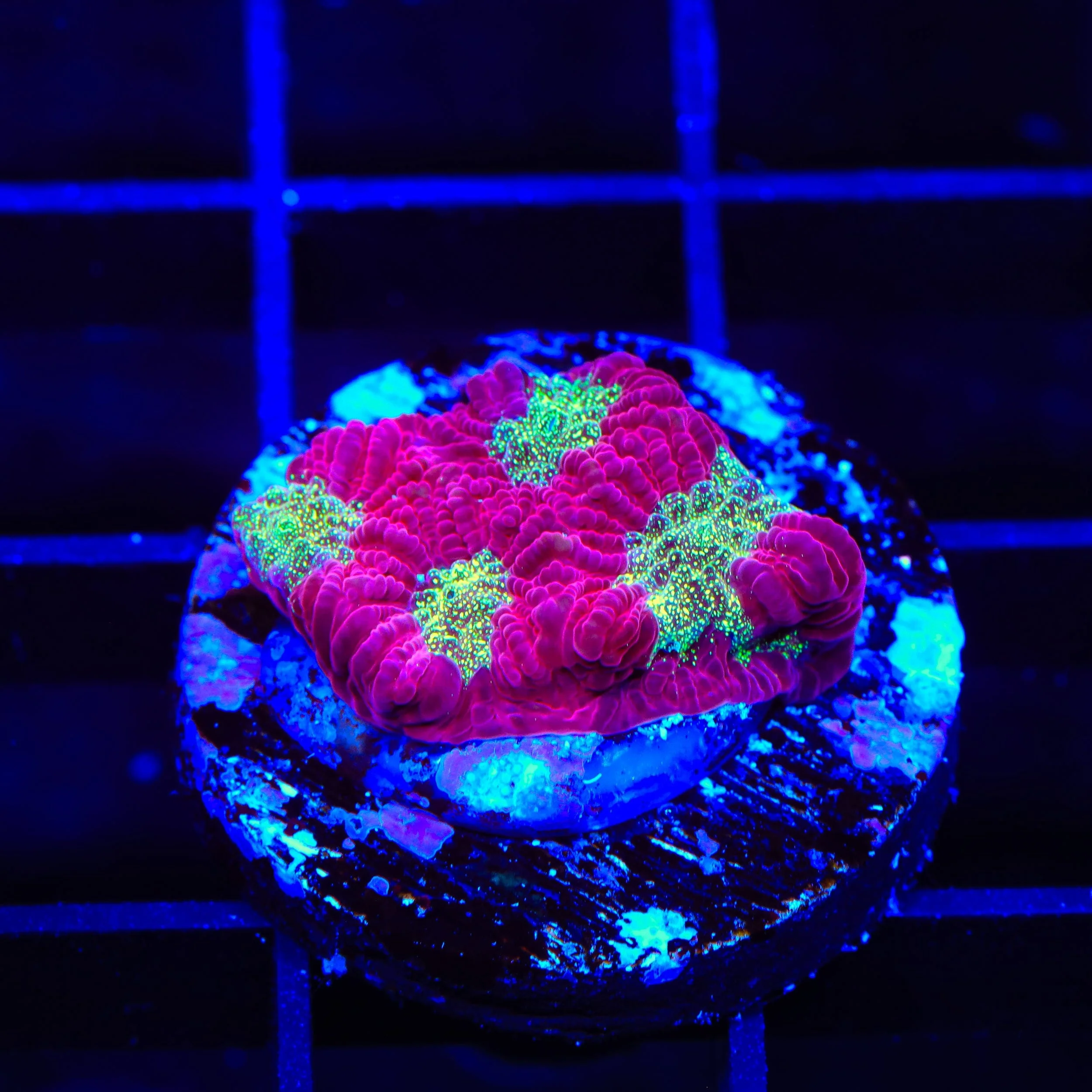 TSA Glitter Puddle Favia Coral - Image 2