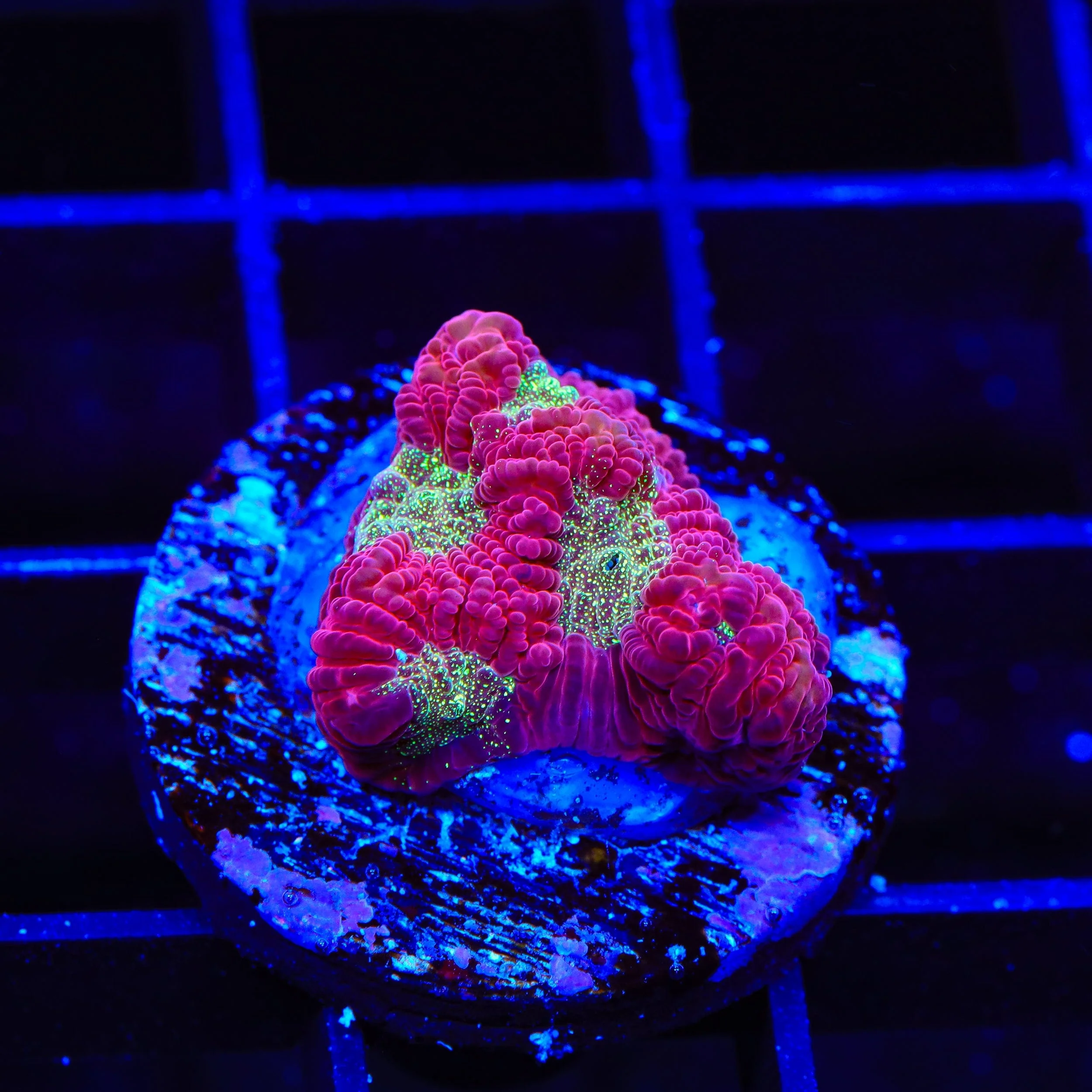 TSA Glitter Puddle Favia Coral - Image 3