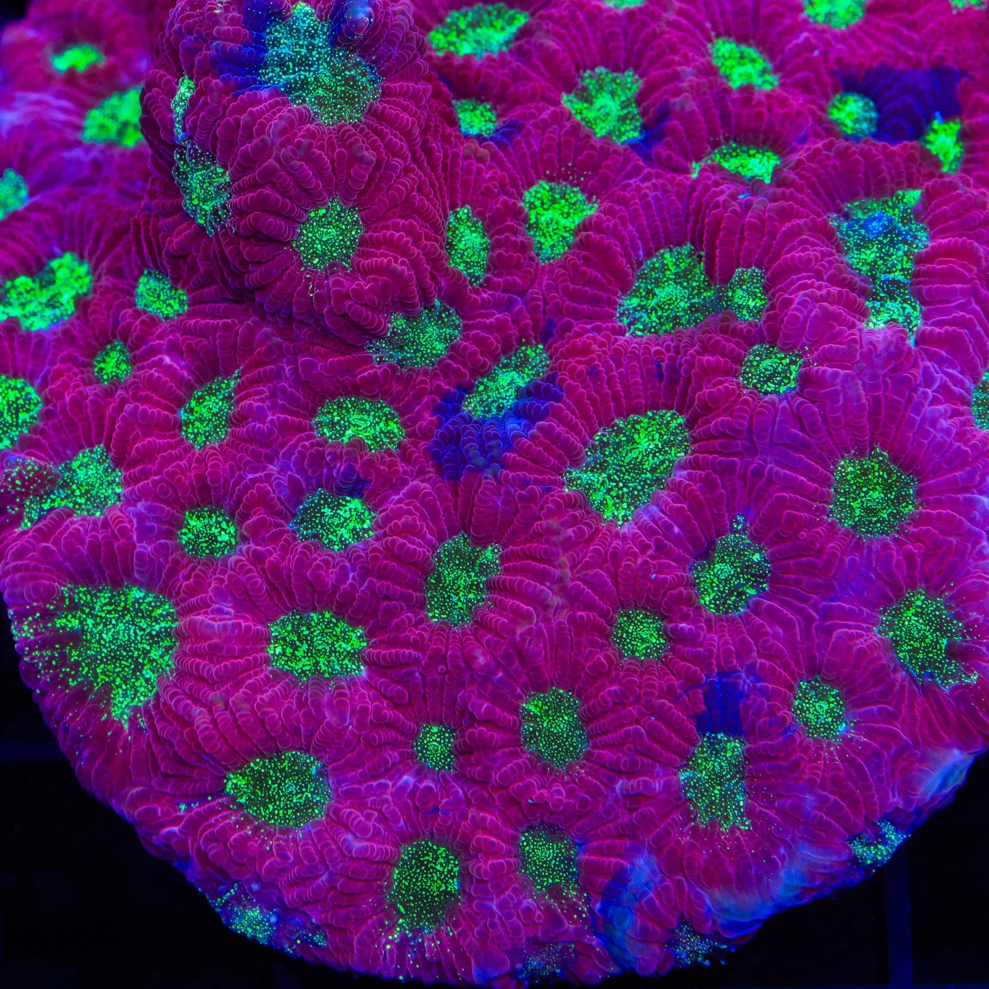 TSA Glitter Puddle Favia Coral - Image 4