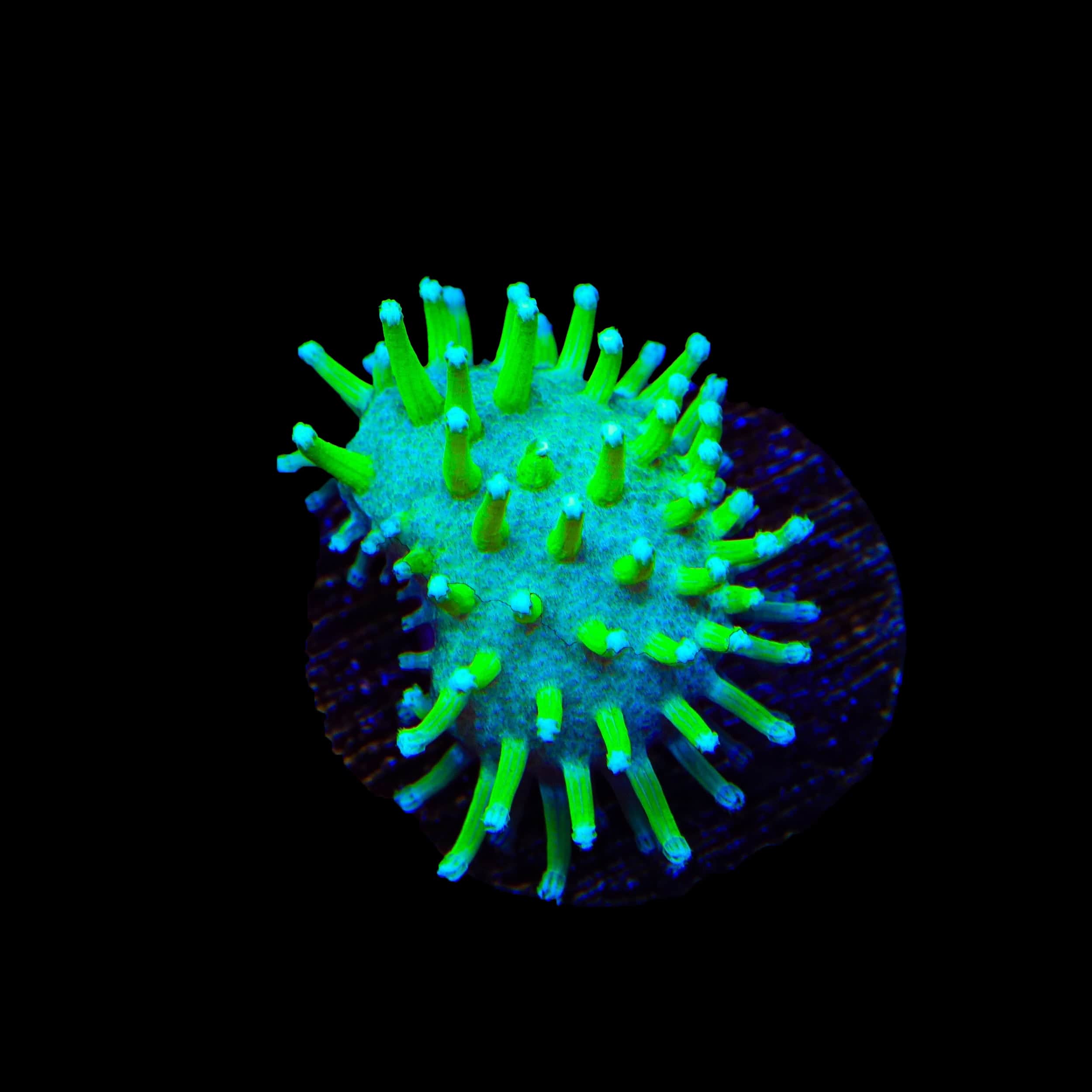 TSA Glowworm Toadstool Leather Coral - Image 2