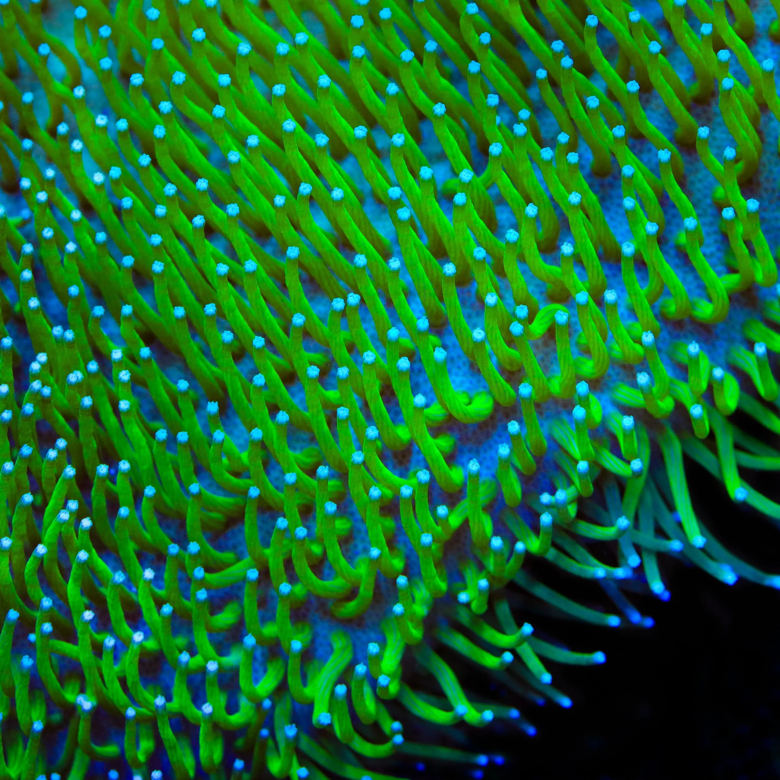 TSA Glowworm Toadstool Leather Coral - Image 3