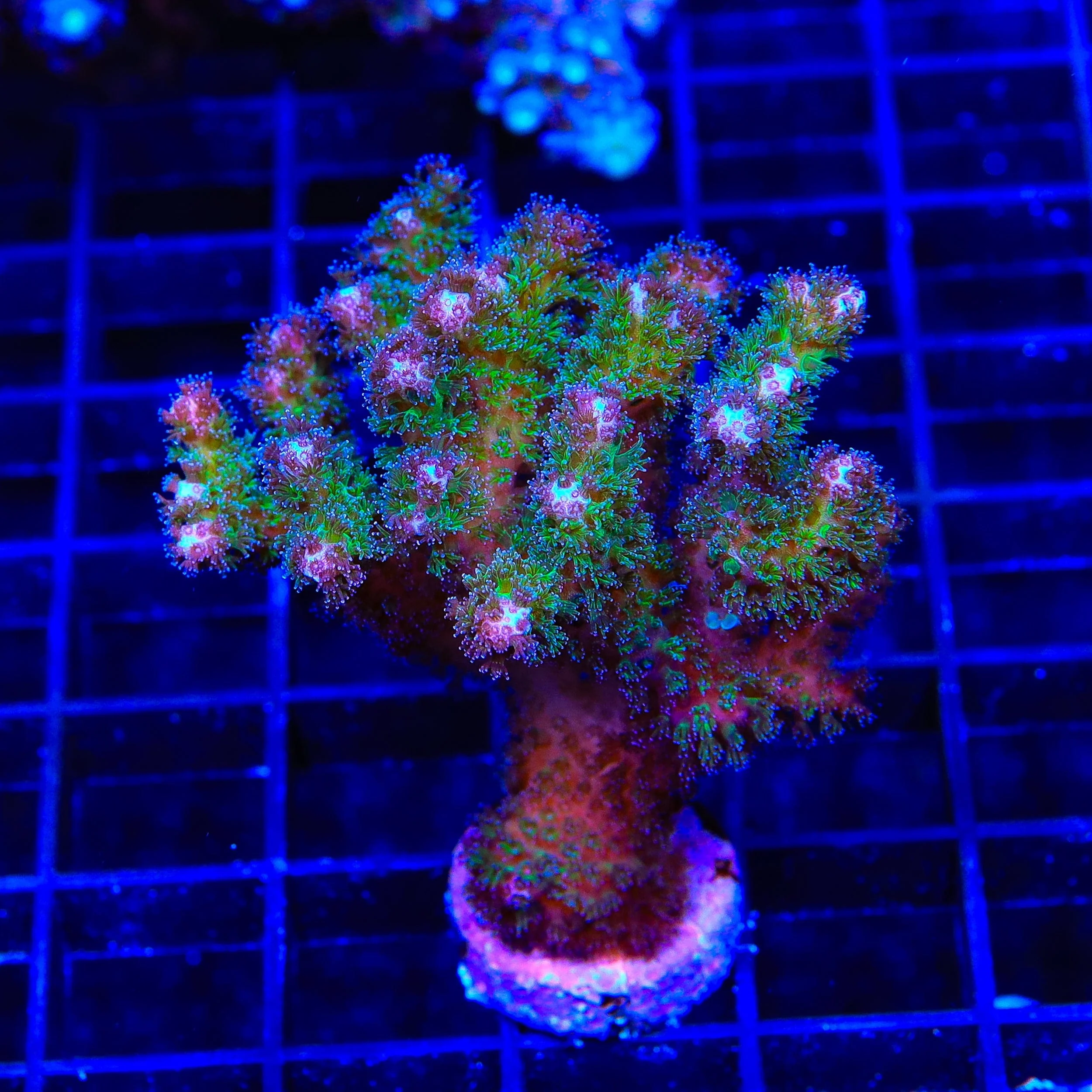 TSA Gold Pocillopora XL Frag Coral - Image 2