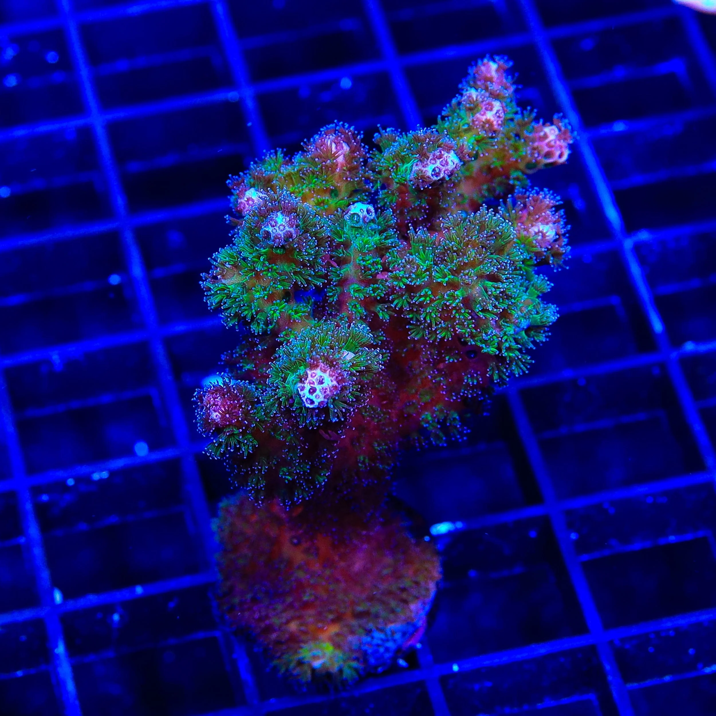 TSA Gold Pocillopora XL Frag Coral - Image 3