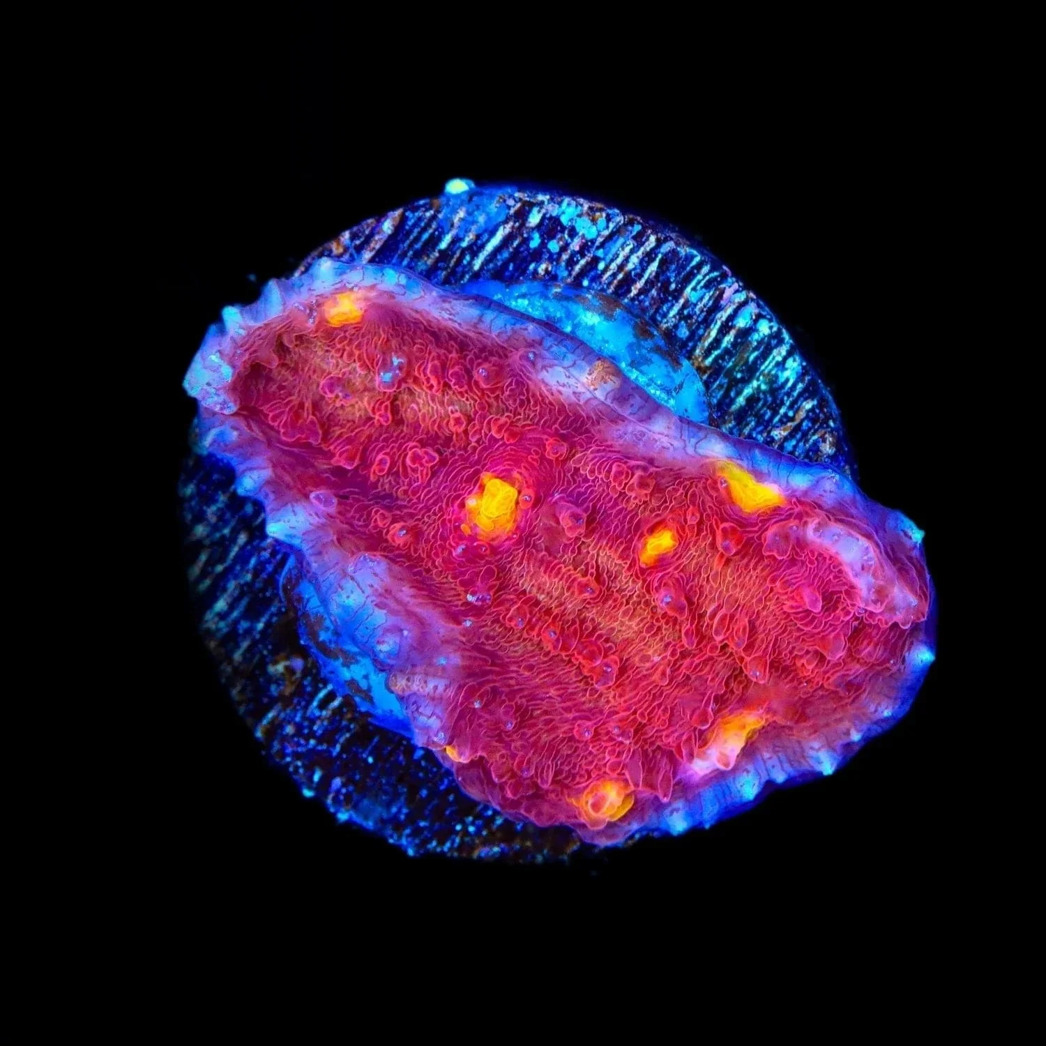 TSA Golden Eye Chalice Coral - Image 3