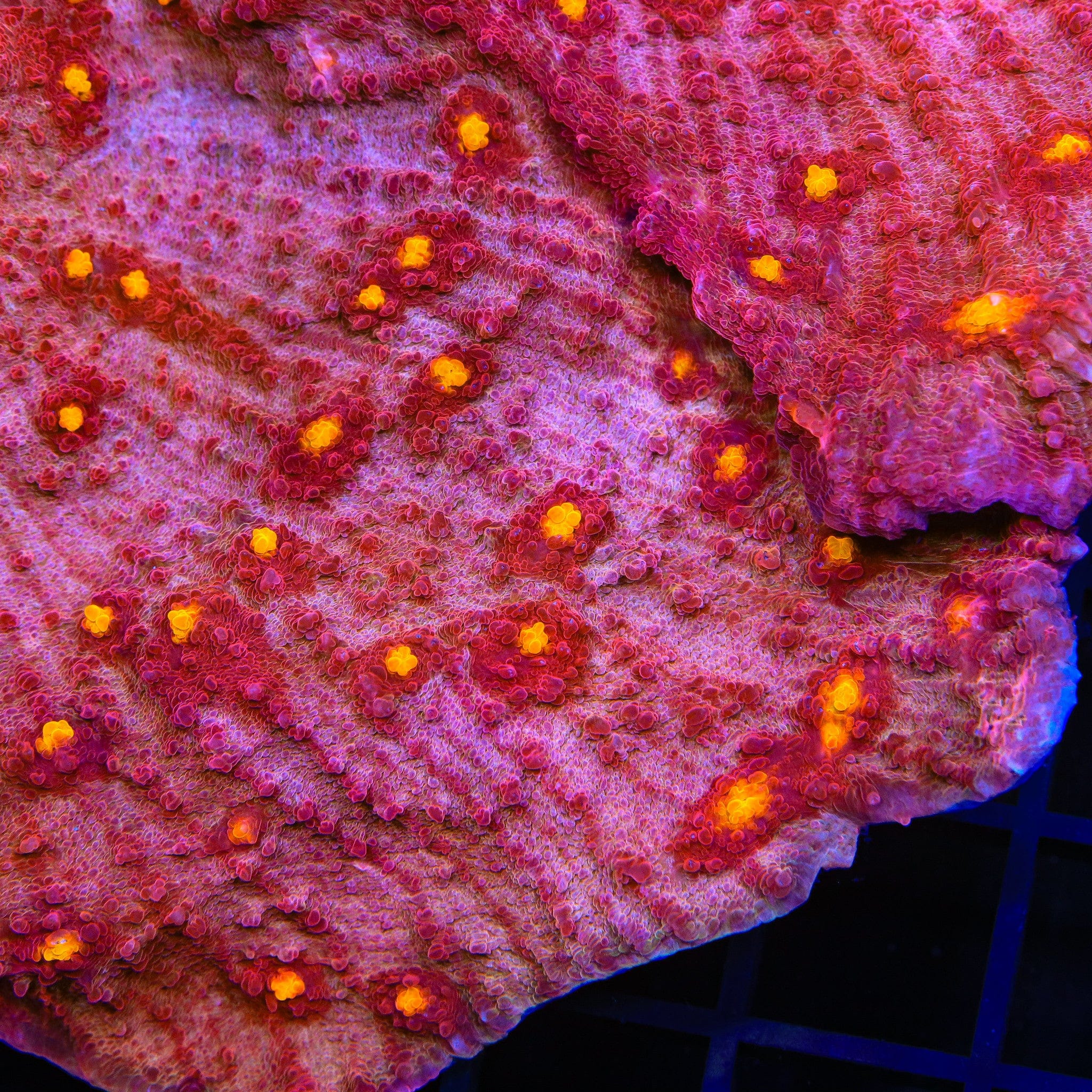 TSA Golden Eye Chalice Coral - Image 4