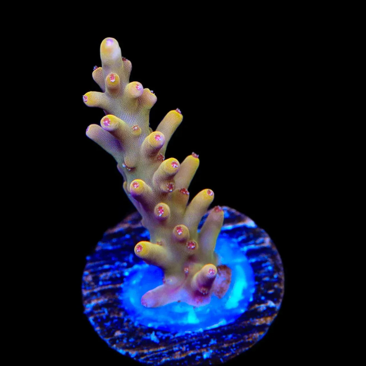 TSA Golden Honeycomb Acropora Coral - Image 2