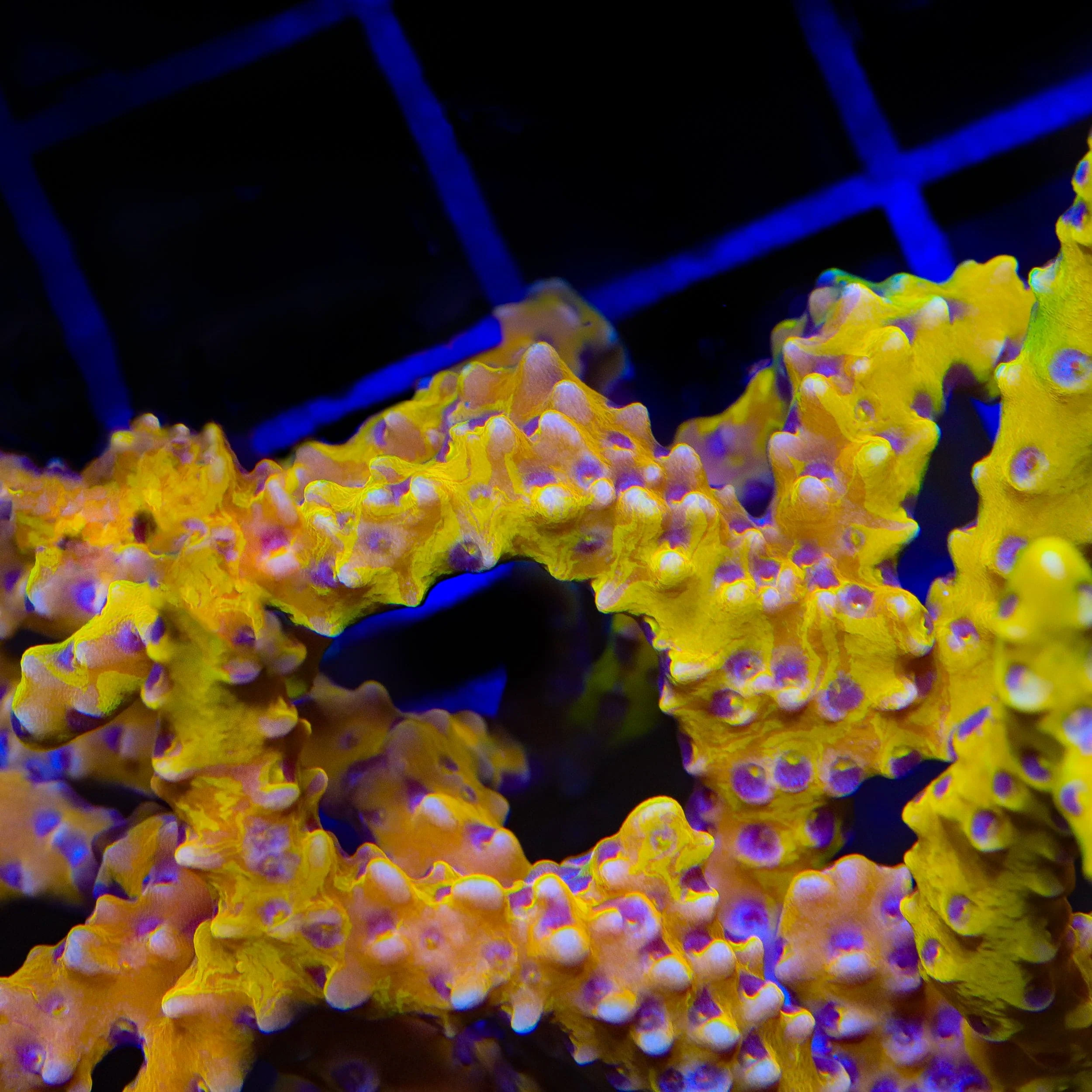 TSA Golden Waves Grafted Anacropora Coral - Image 2