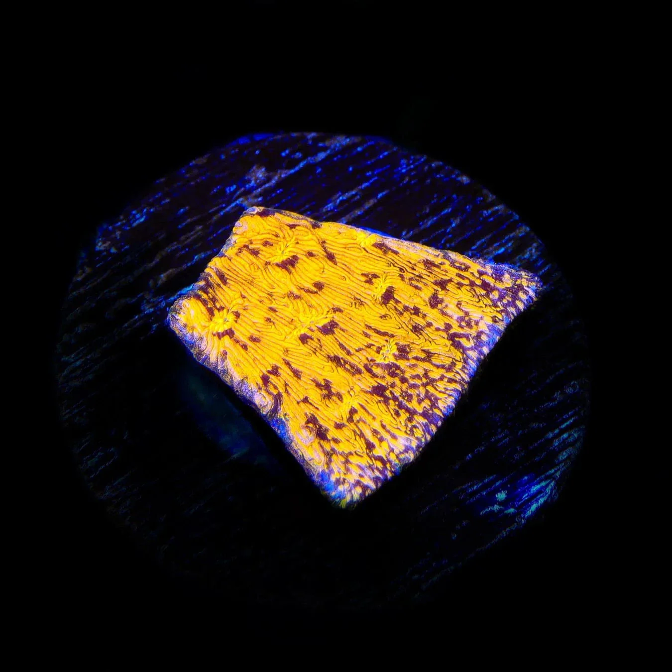 TSA Goldschlager Leptoseris Coral - Image 2