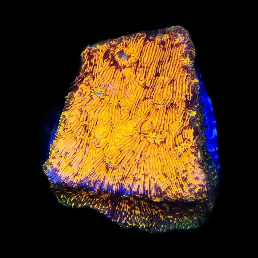 TSA Goldschlager Leptoseris Coral - Image 3