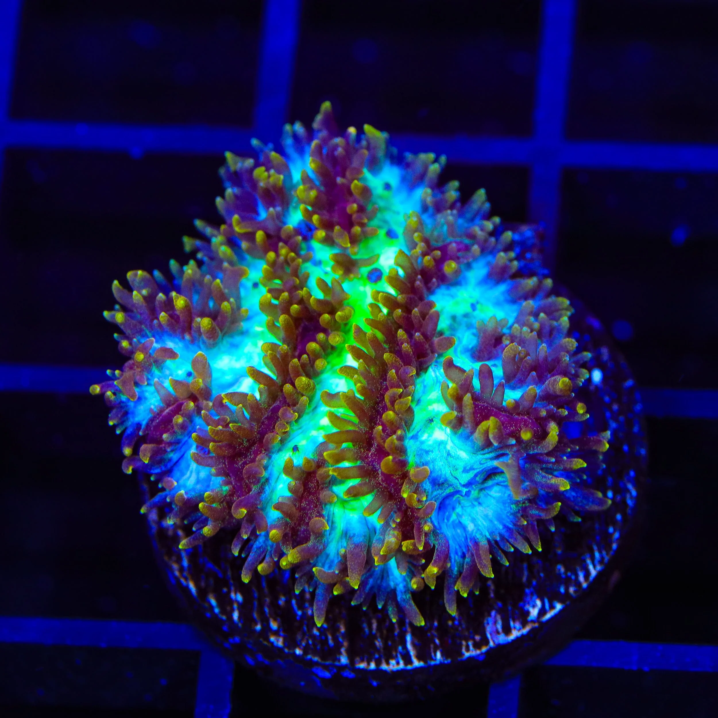 TSA Grafted Gamma Knife Hydnophora Coral - Image 2