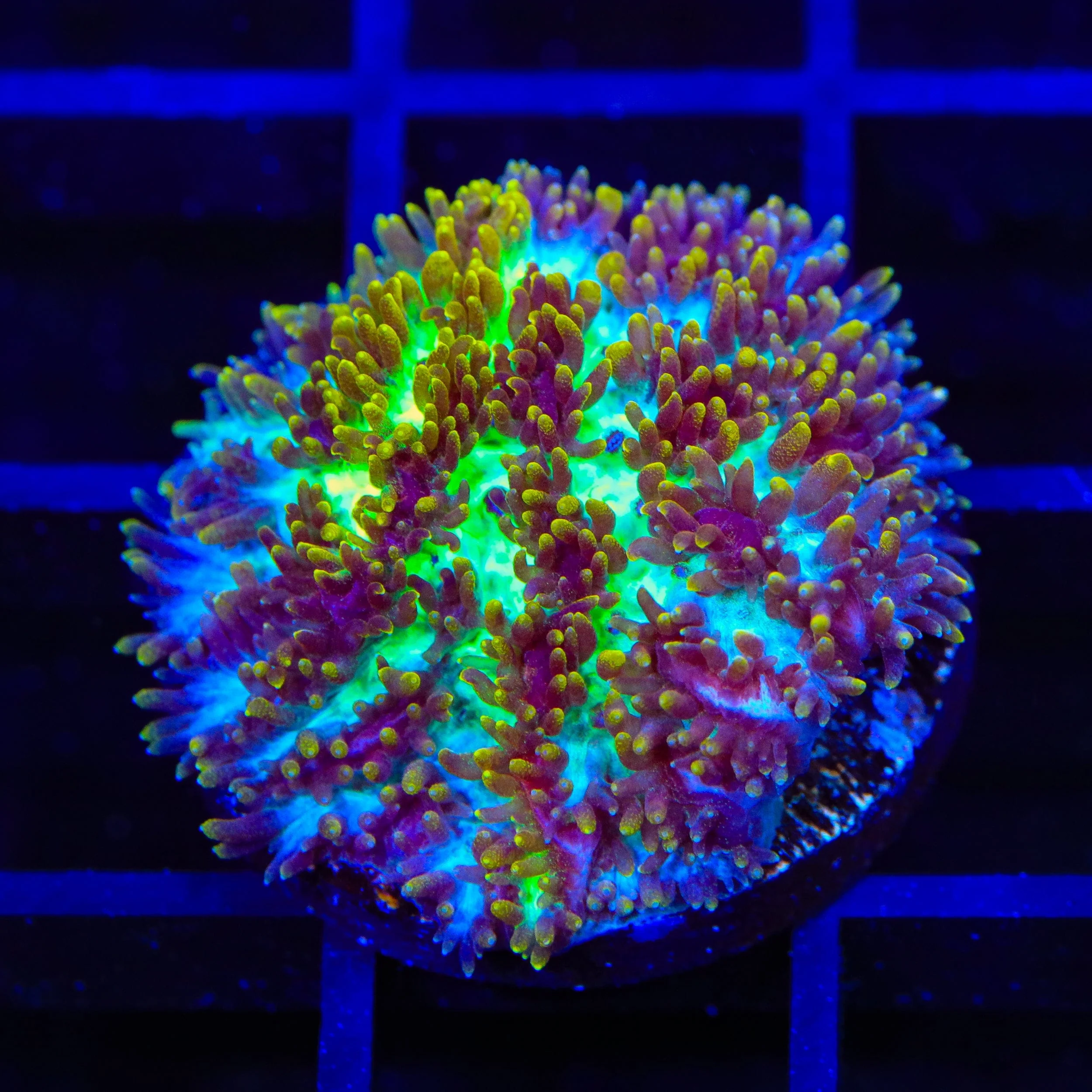 TSA Grafted Gamma Knife Hydnophora Coral - Image 3