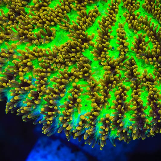 TSA Grafted Gamma Knife Hydnophora Coral - Image 4
