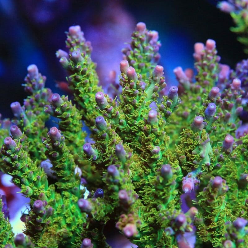 TSA Grape Ape Acropora Coral - Image 2